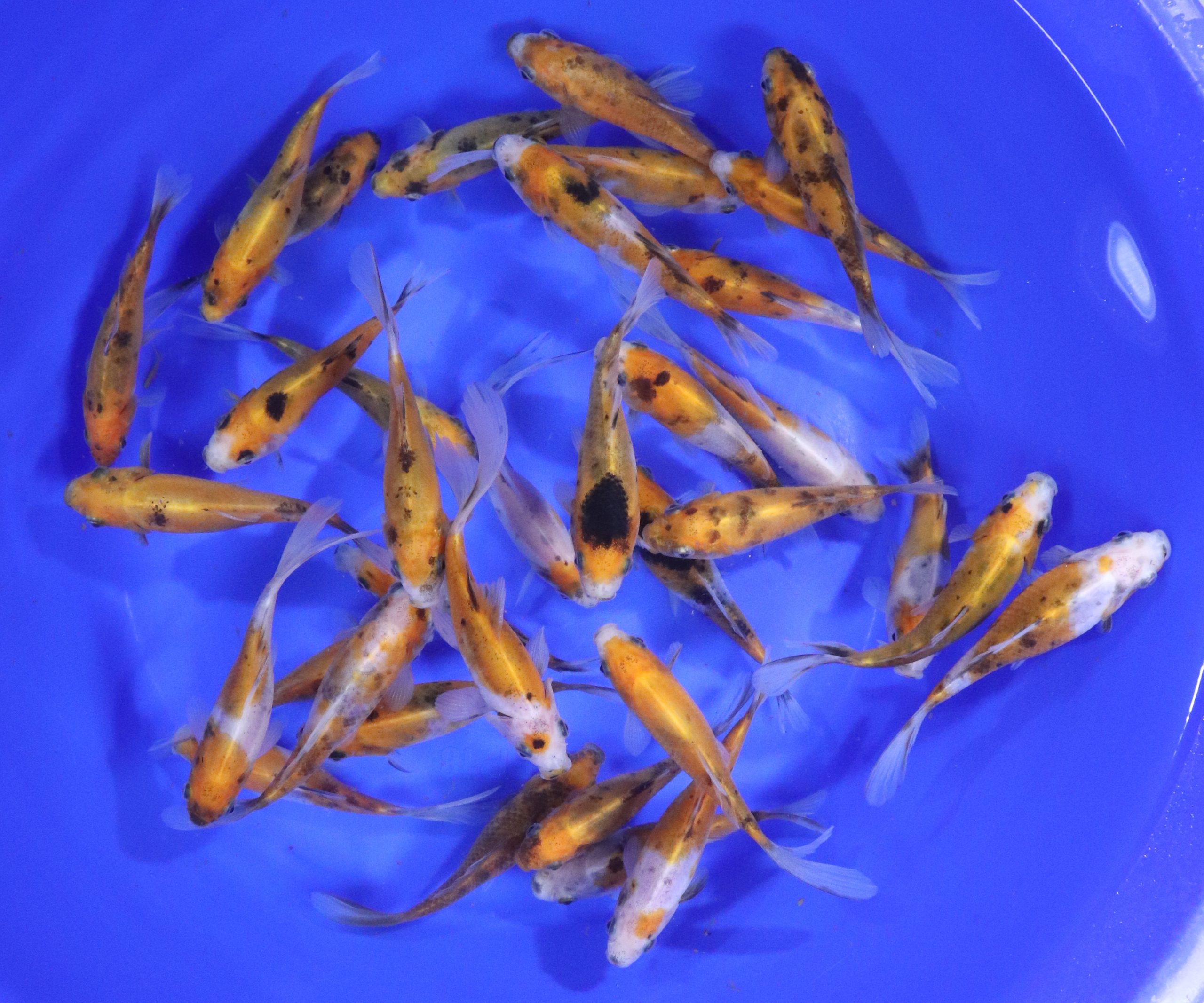 Solar Flare Shubunkin Goldfish 4-5"