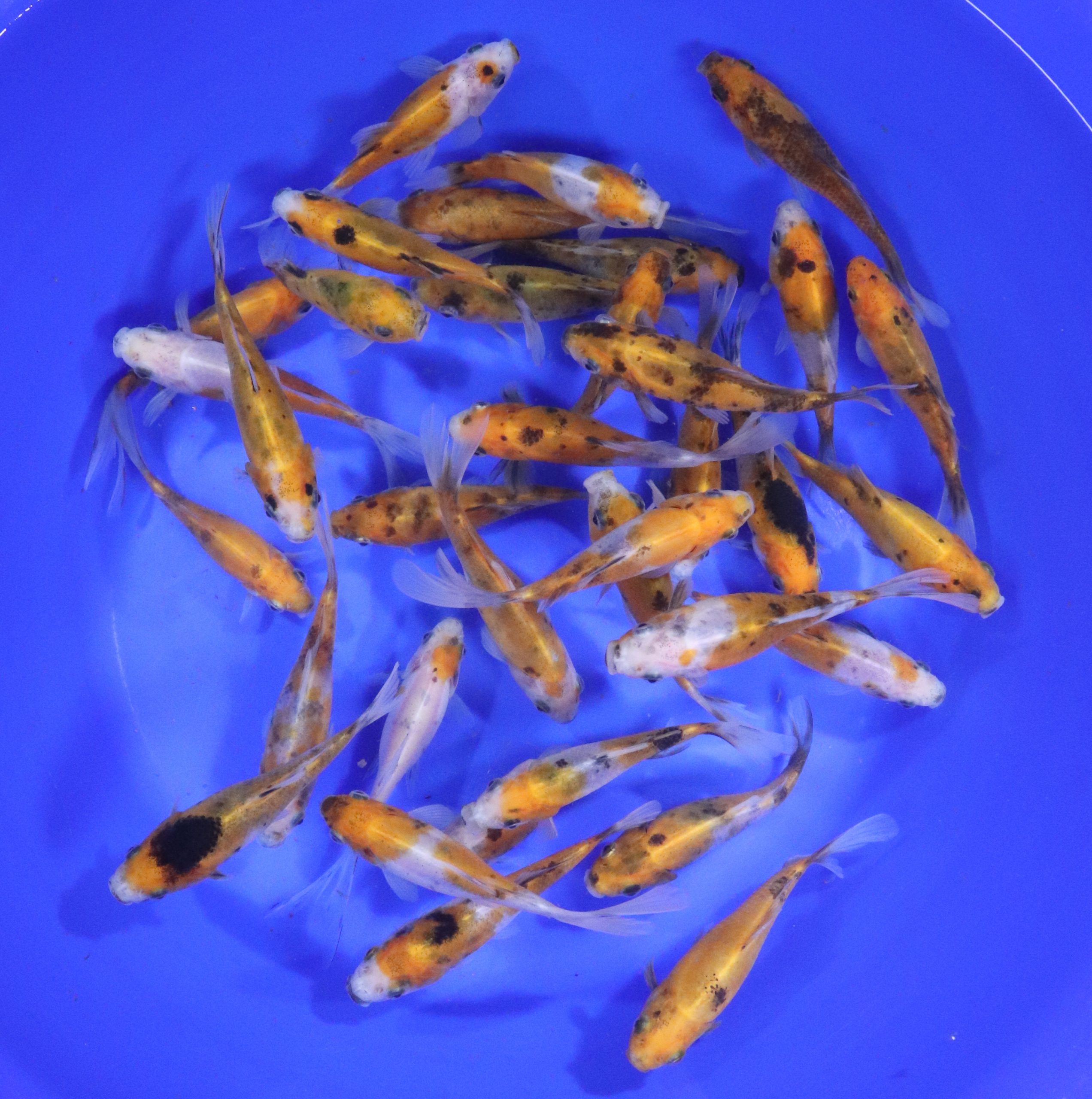 Solar Flare Shubunkin Goldfish 4-5"