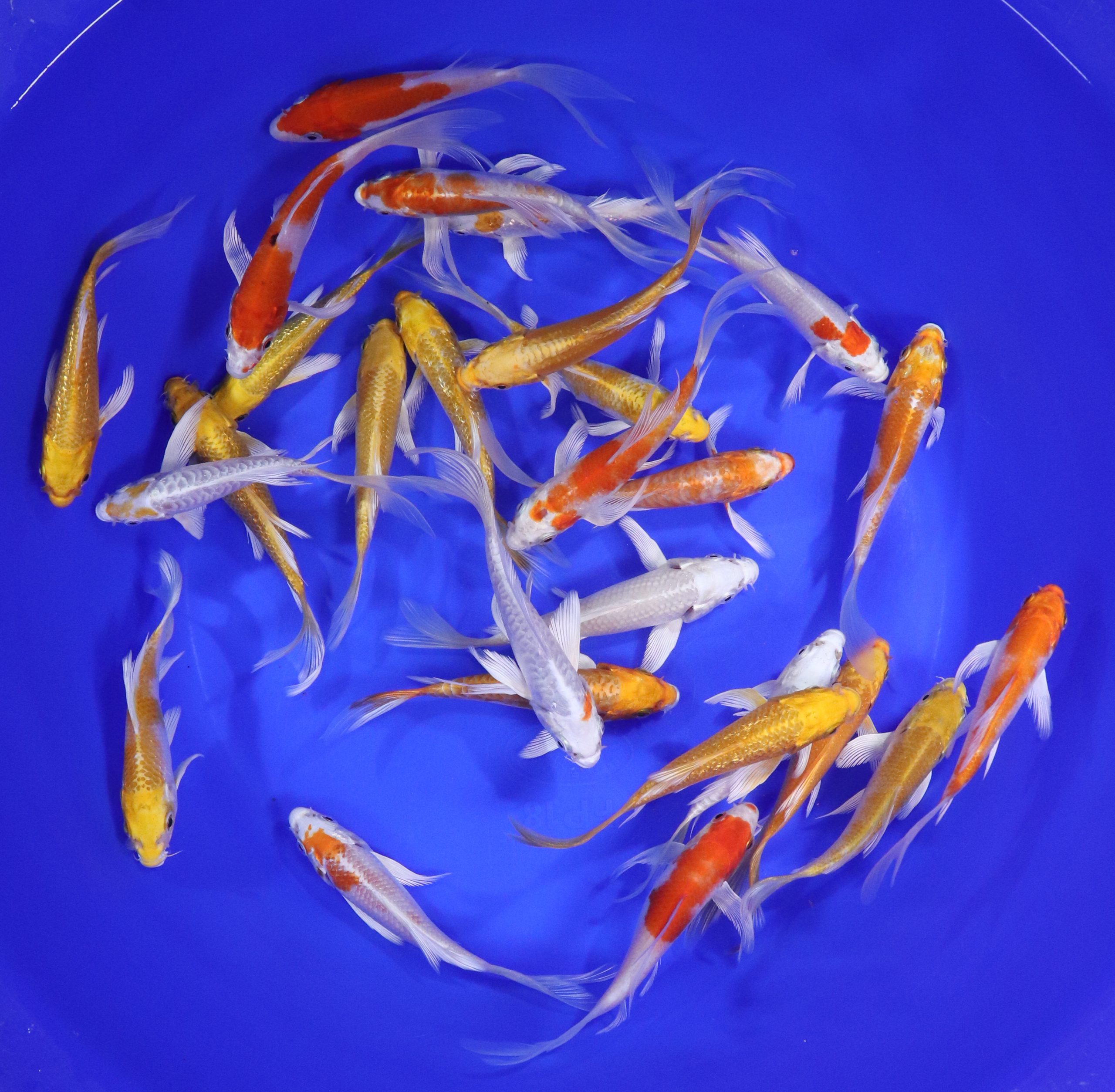 Sunshine Mix Butterfly Koi 4-5"
