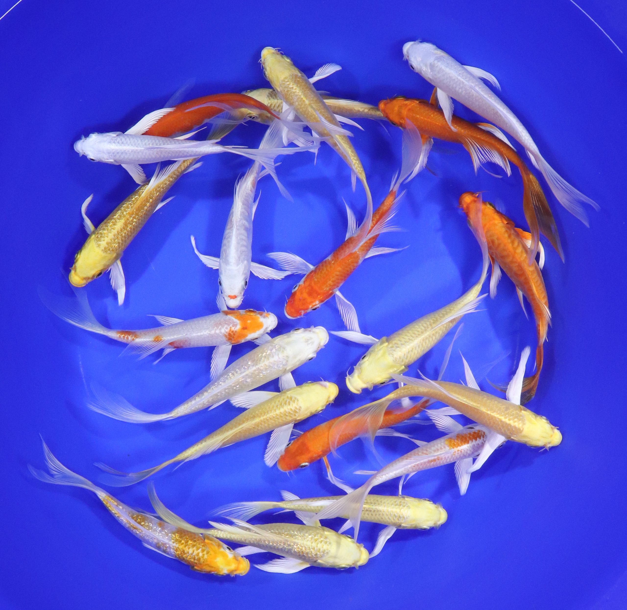 Sunshine Mix Butterfly Koi 5-6"