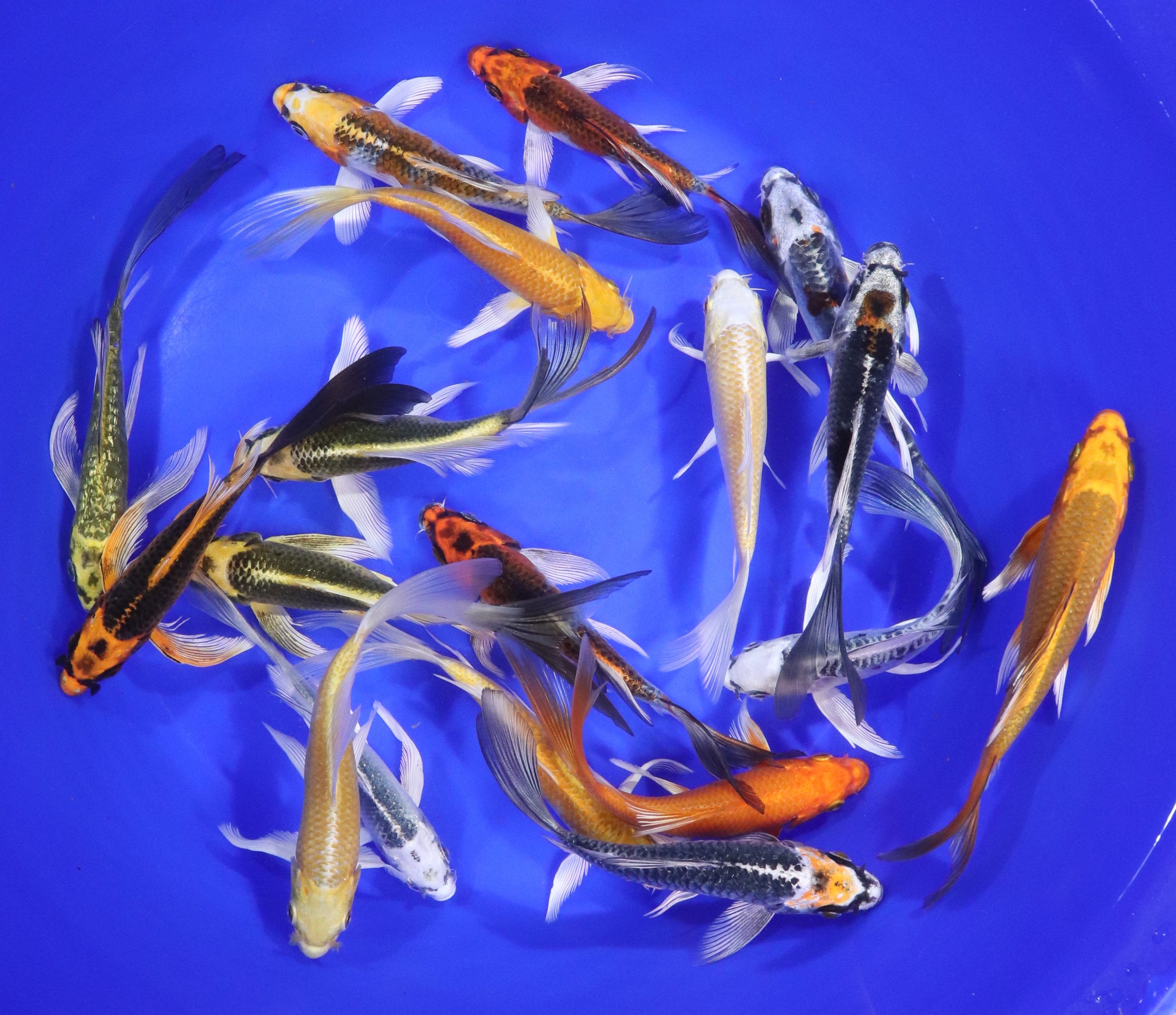 Hikari (Metallic) Butterfly Koi Mix 5-6"