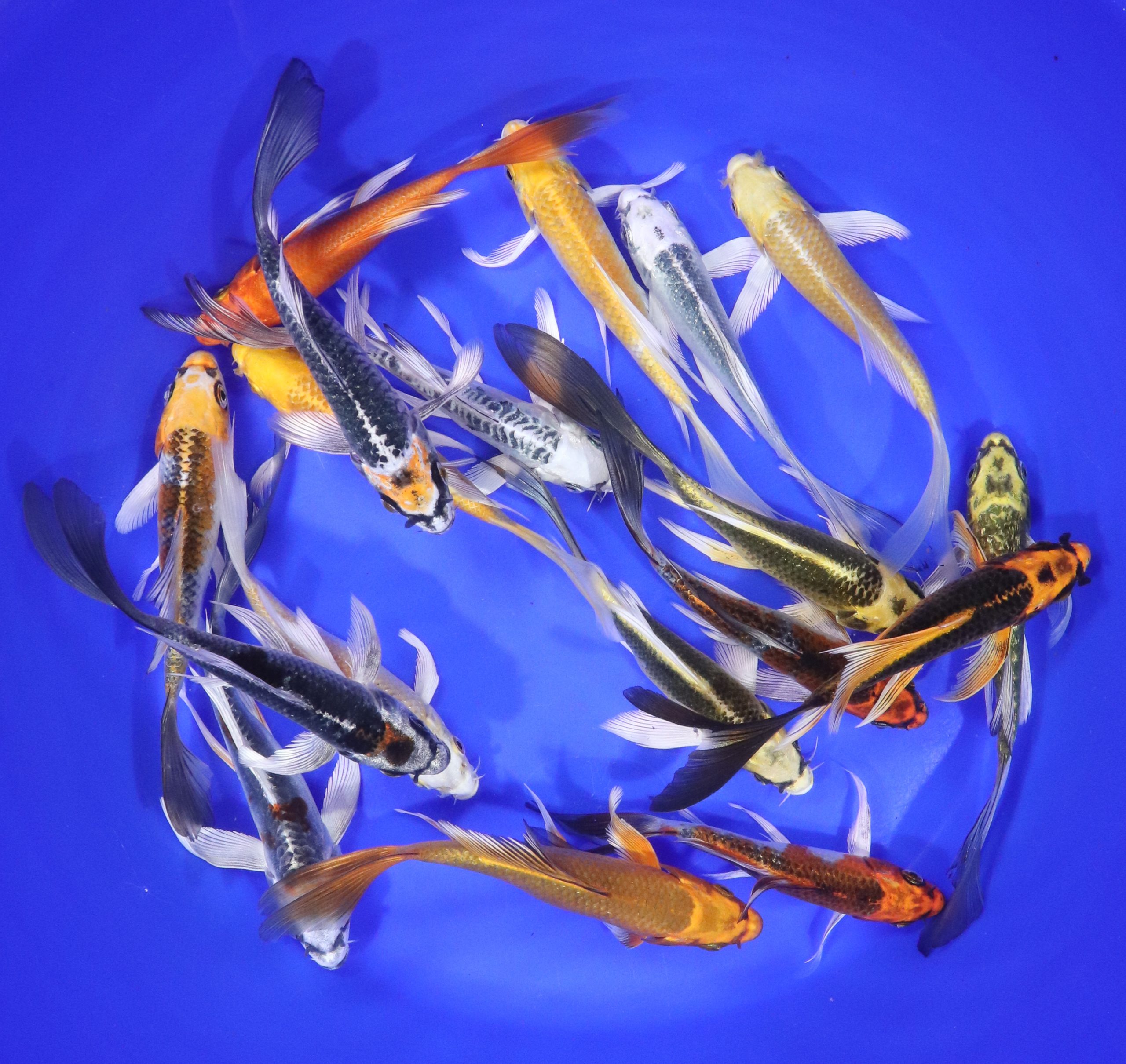 Hikari (Metallic) Butterfly Koi Mix 5-6"