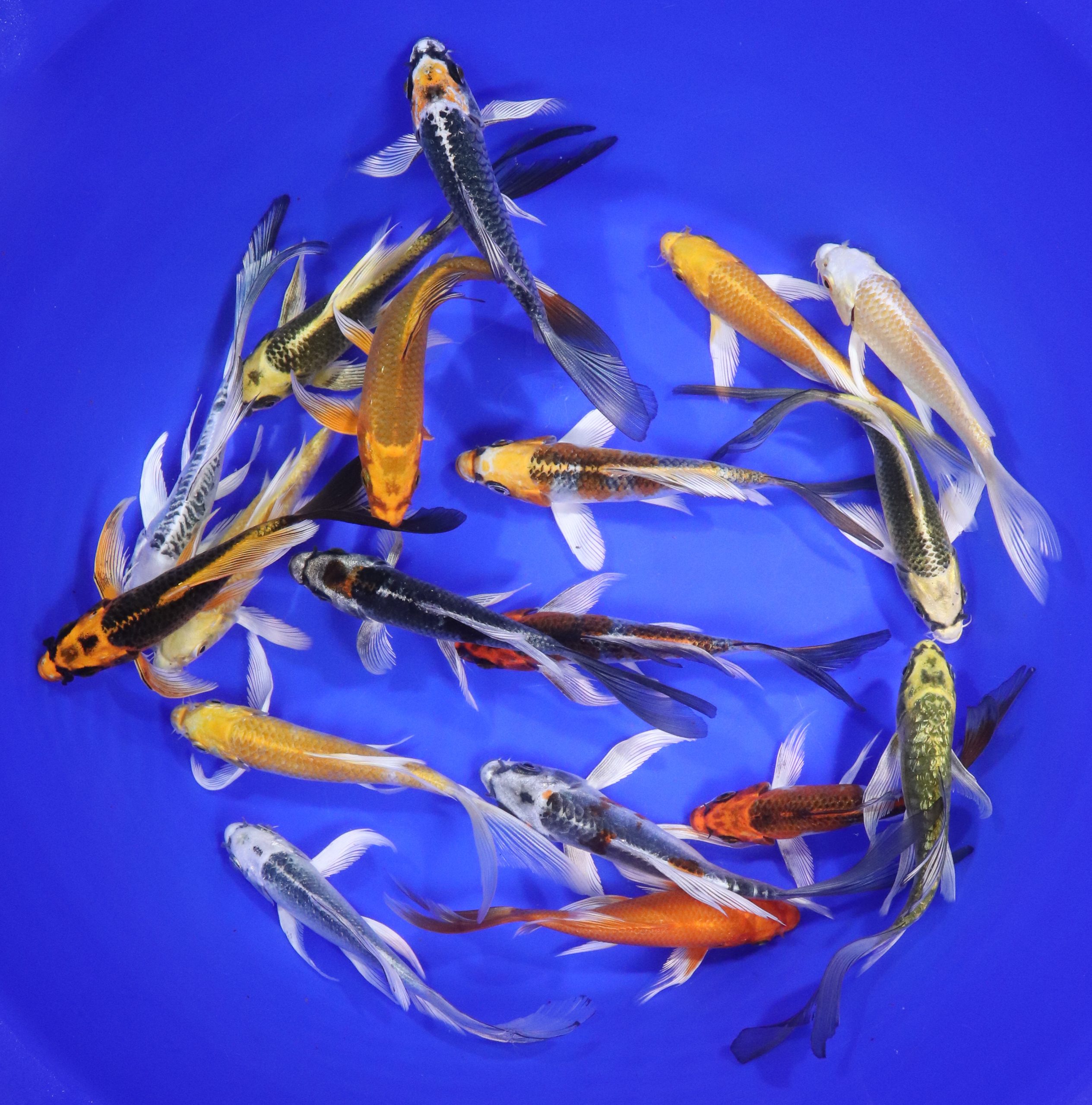 Hikari (Metallic) Butterfly Koi Mix 5-6"