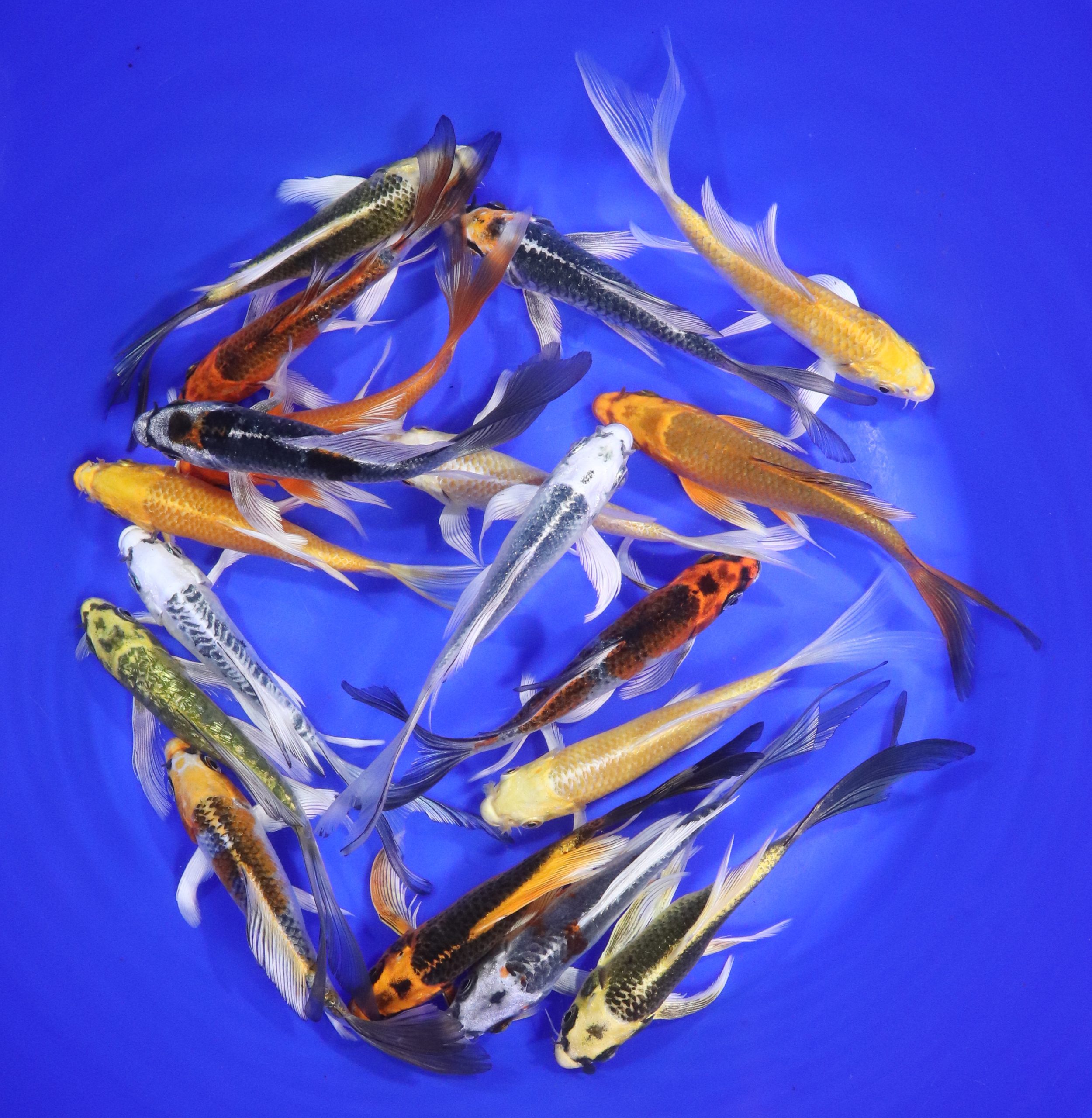 Hikari (Metallic) Butterfly Koi Mix 5-6"