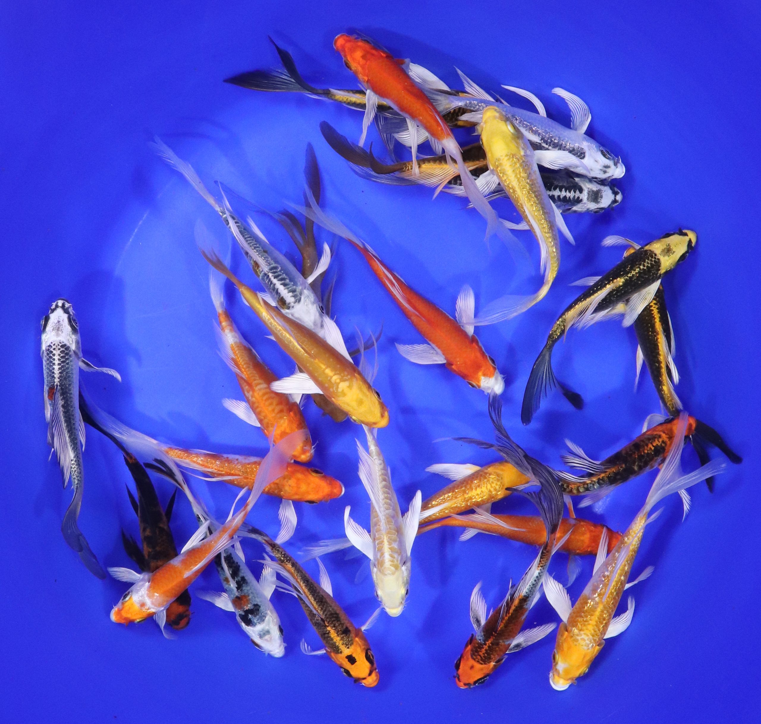 Hikari (Metallic) Butterfly Koi Mix 4-5"