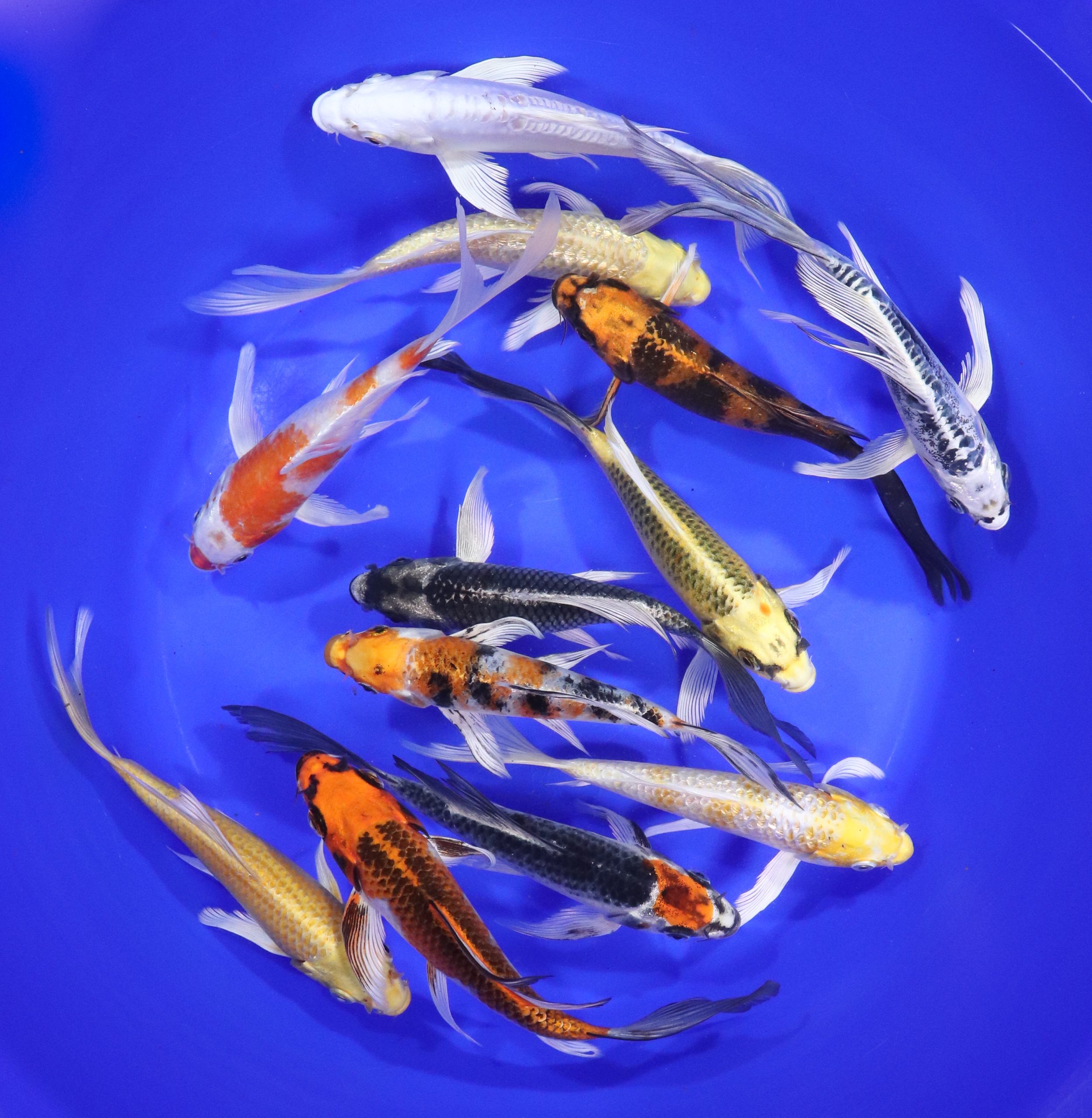 Hikari (Metallic) Butterfly Koi Mix 6-7"