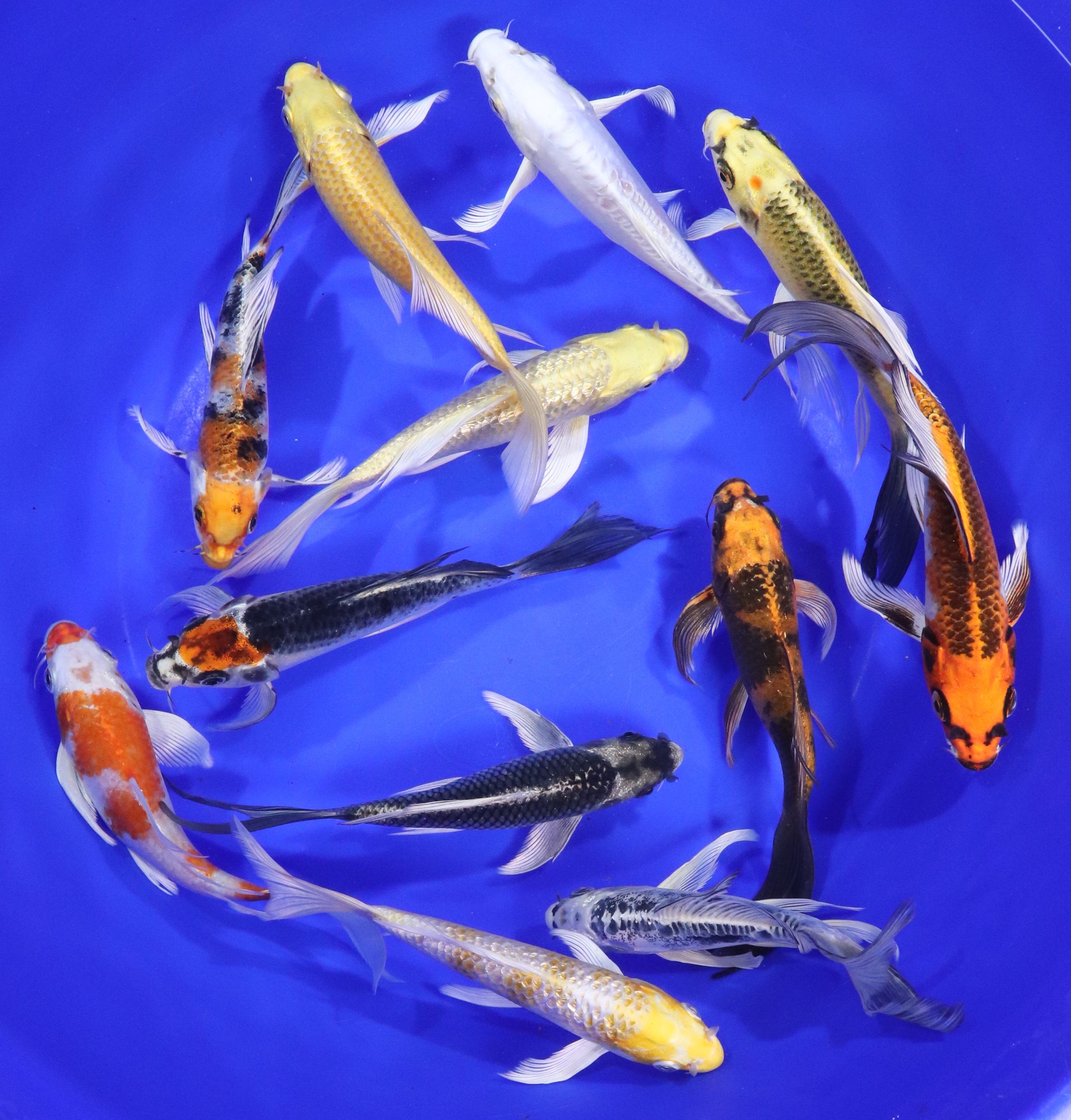 Hikari (Metallic) Butterfly Koi Mix 6-7"