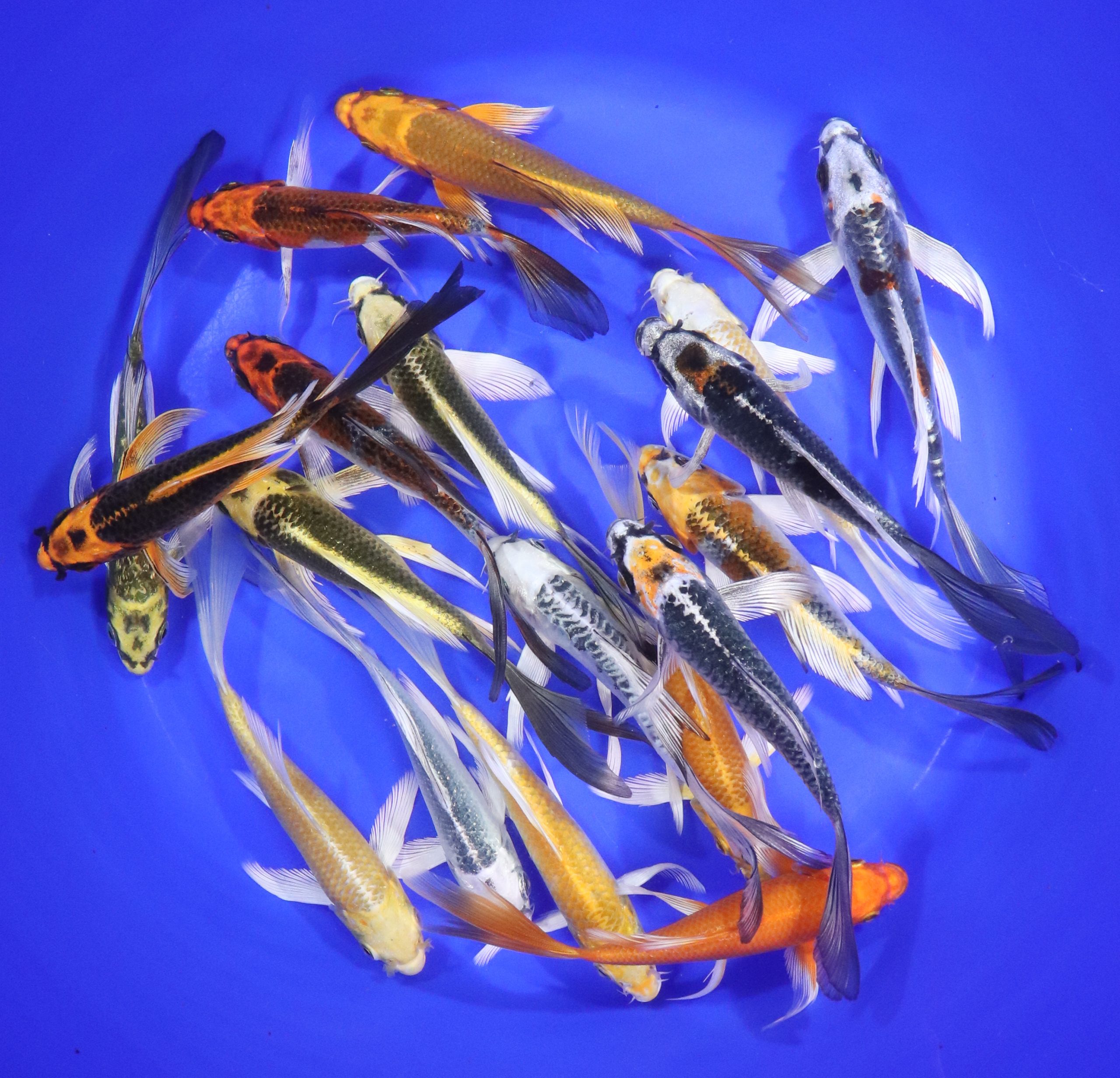 Hikari (Metallic) Butterfly Koi Mix 5-6"