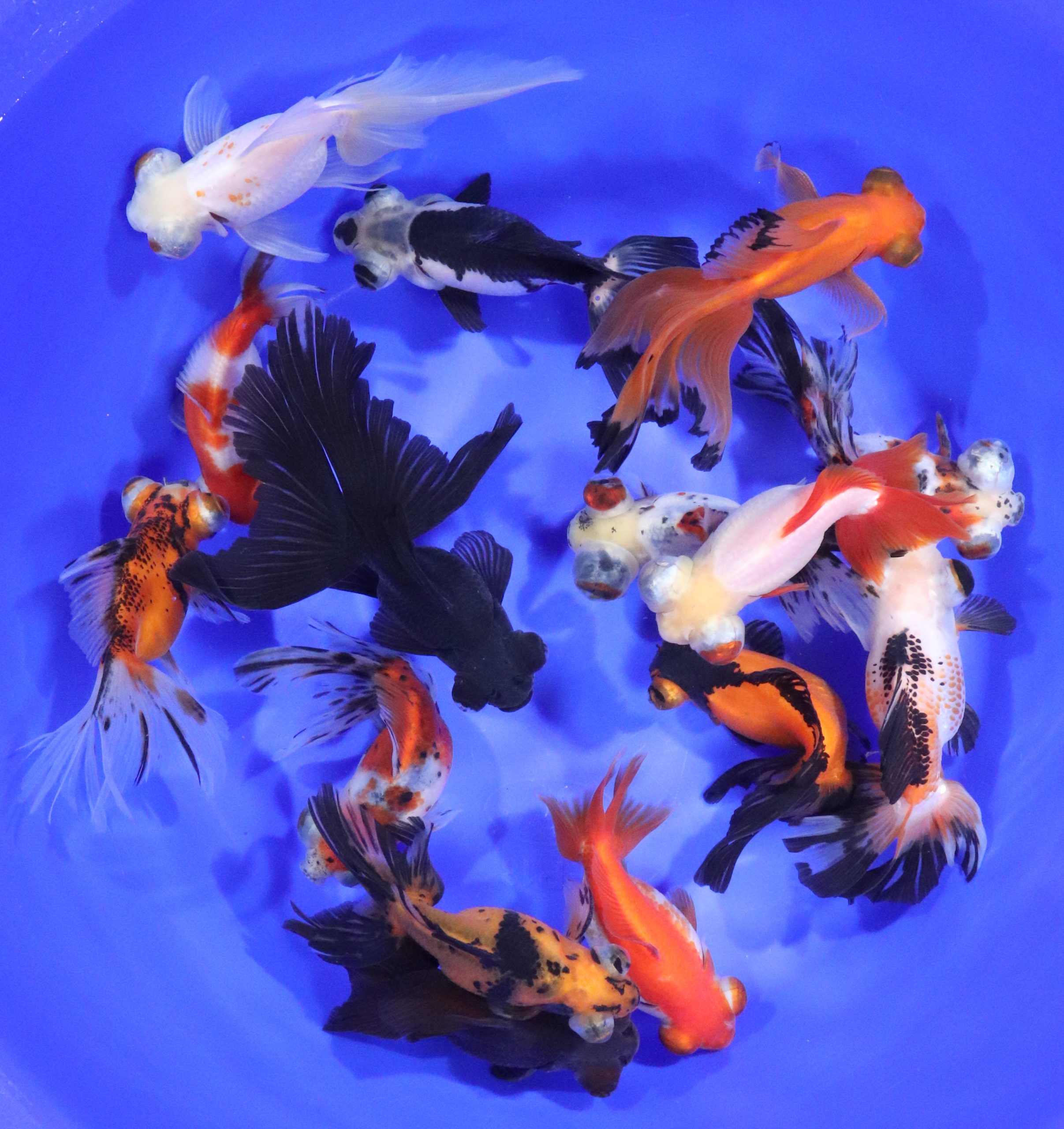 Mixed Butterfly Fantail Goldfish XL