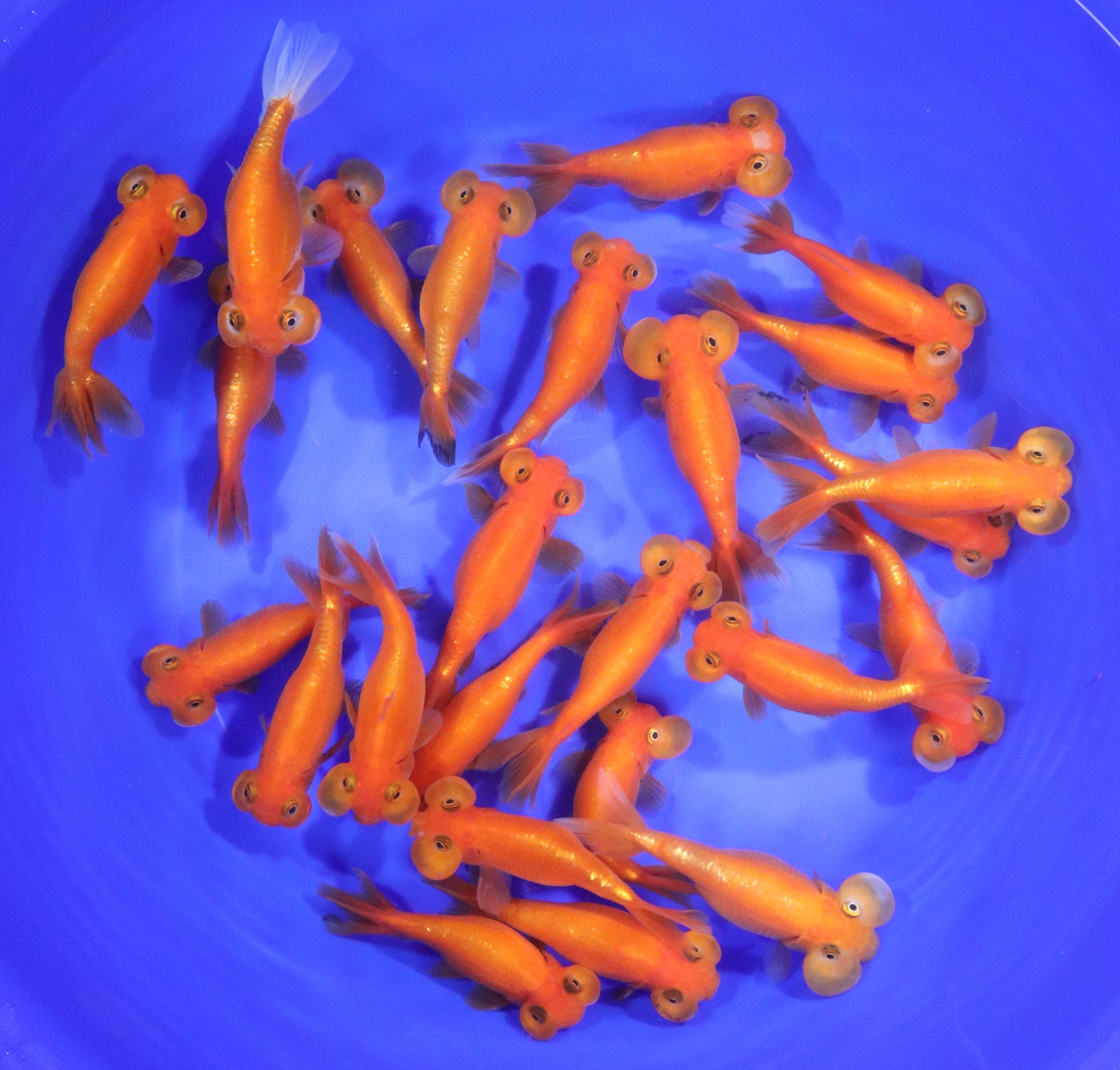 Red Bubble Eye Goldfish LG