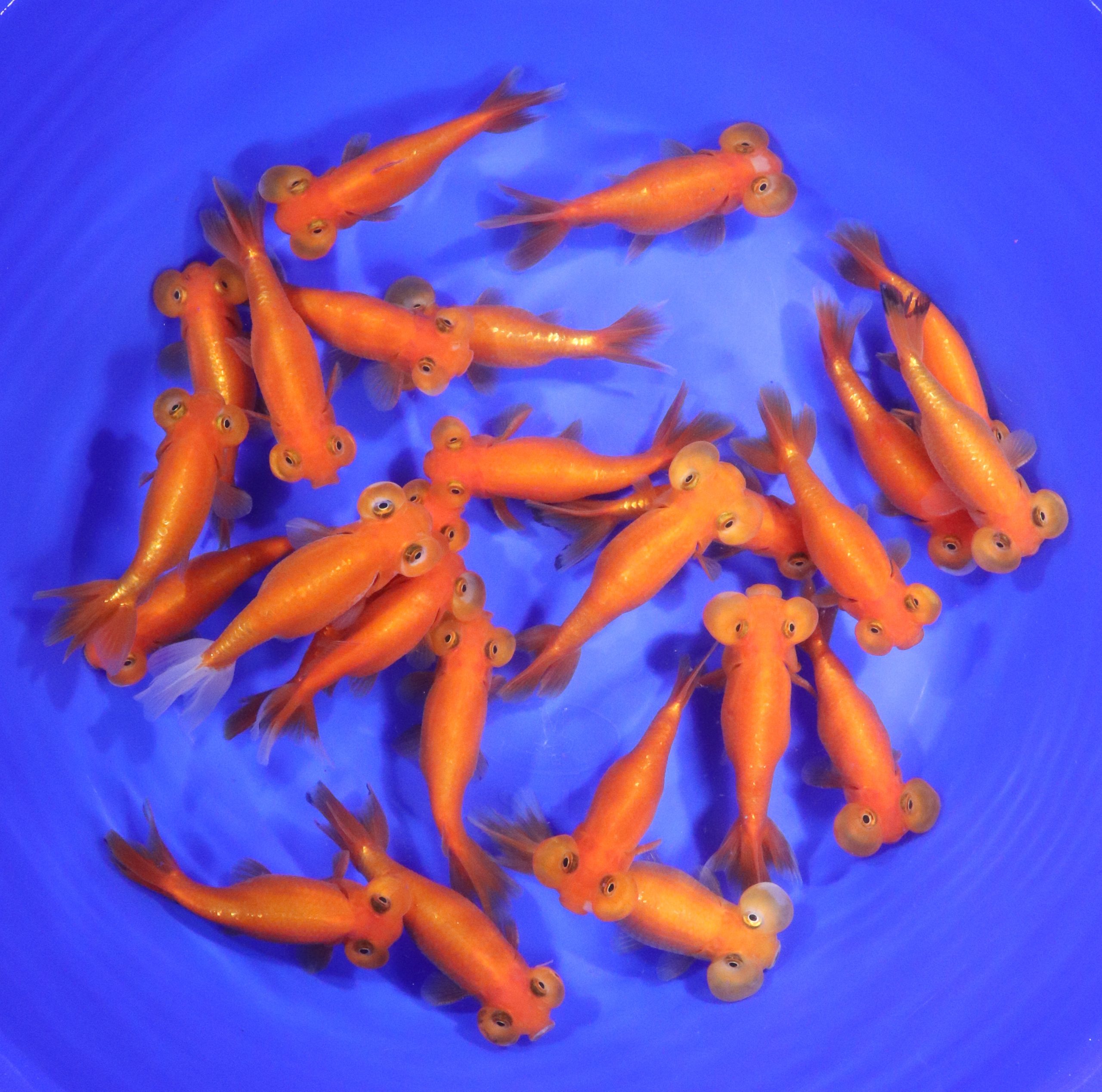 Red Bubble Eye Goldfish LG