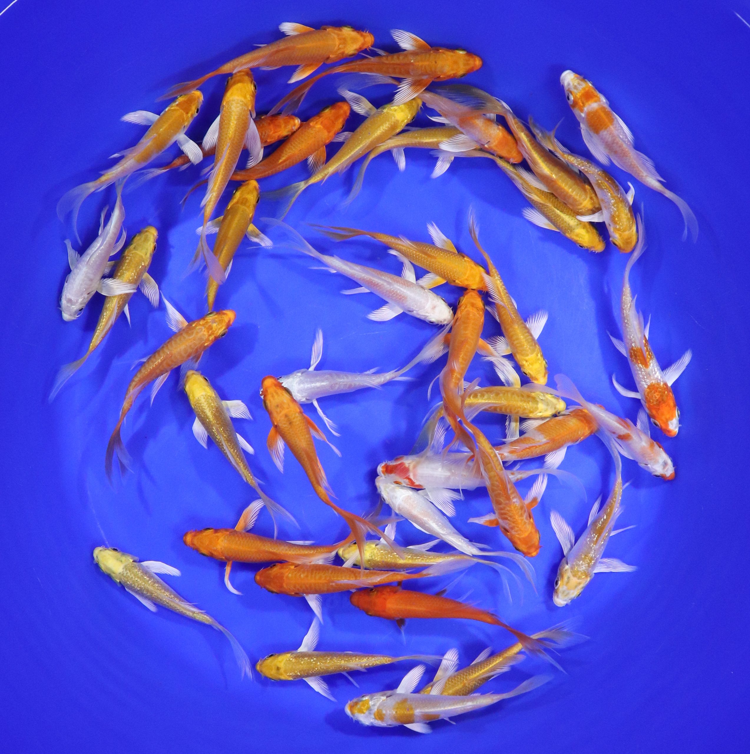 Sunshine Mix Butterfly Koi 3-4"