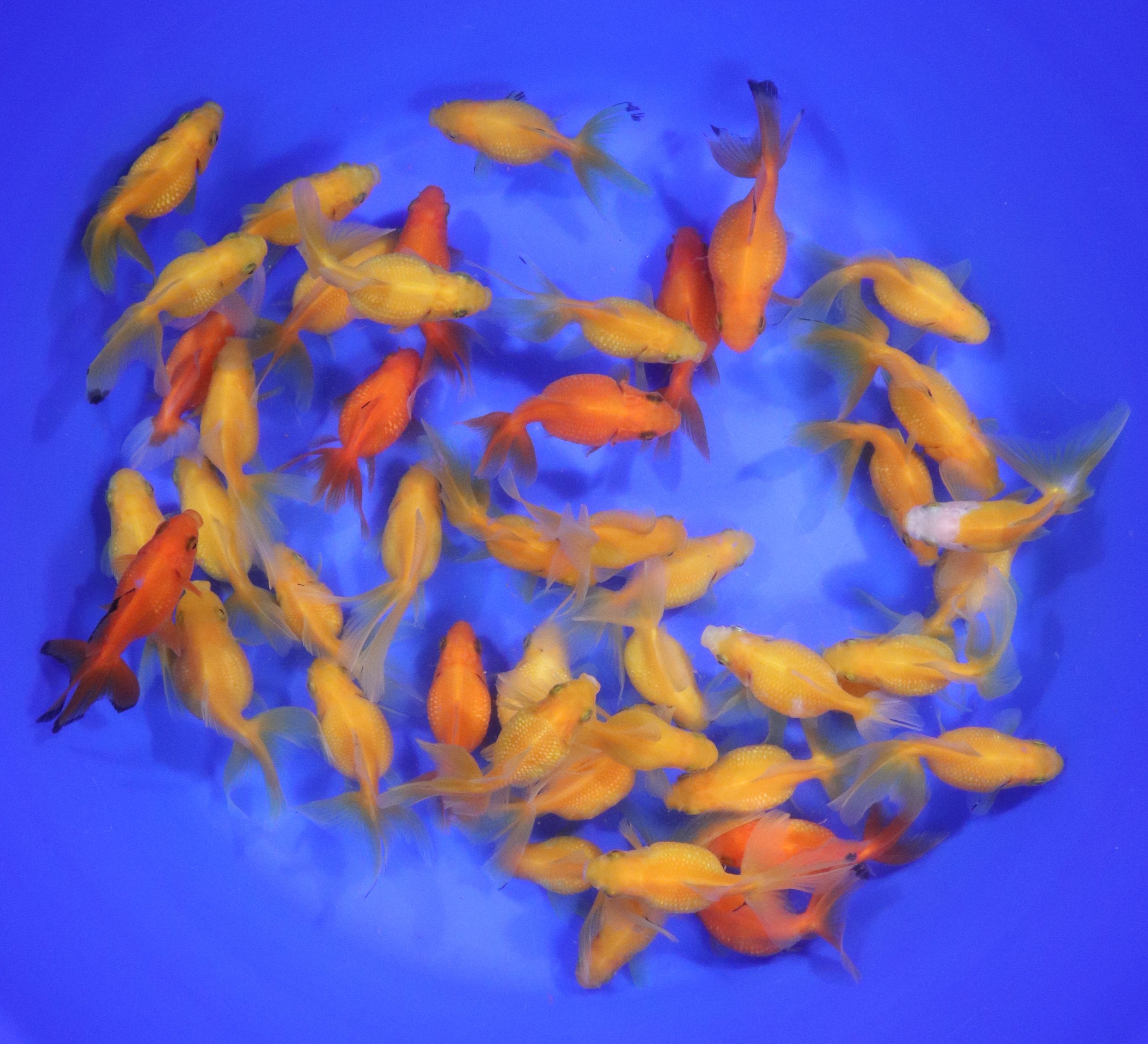Mixed Pearlscale Goldfish SM