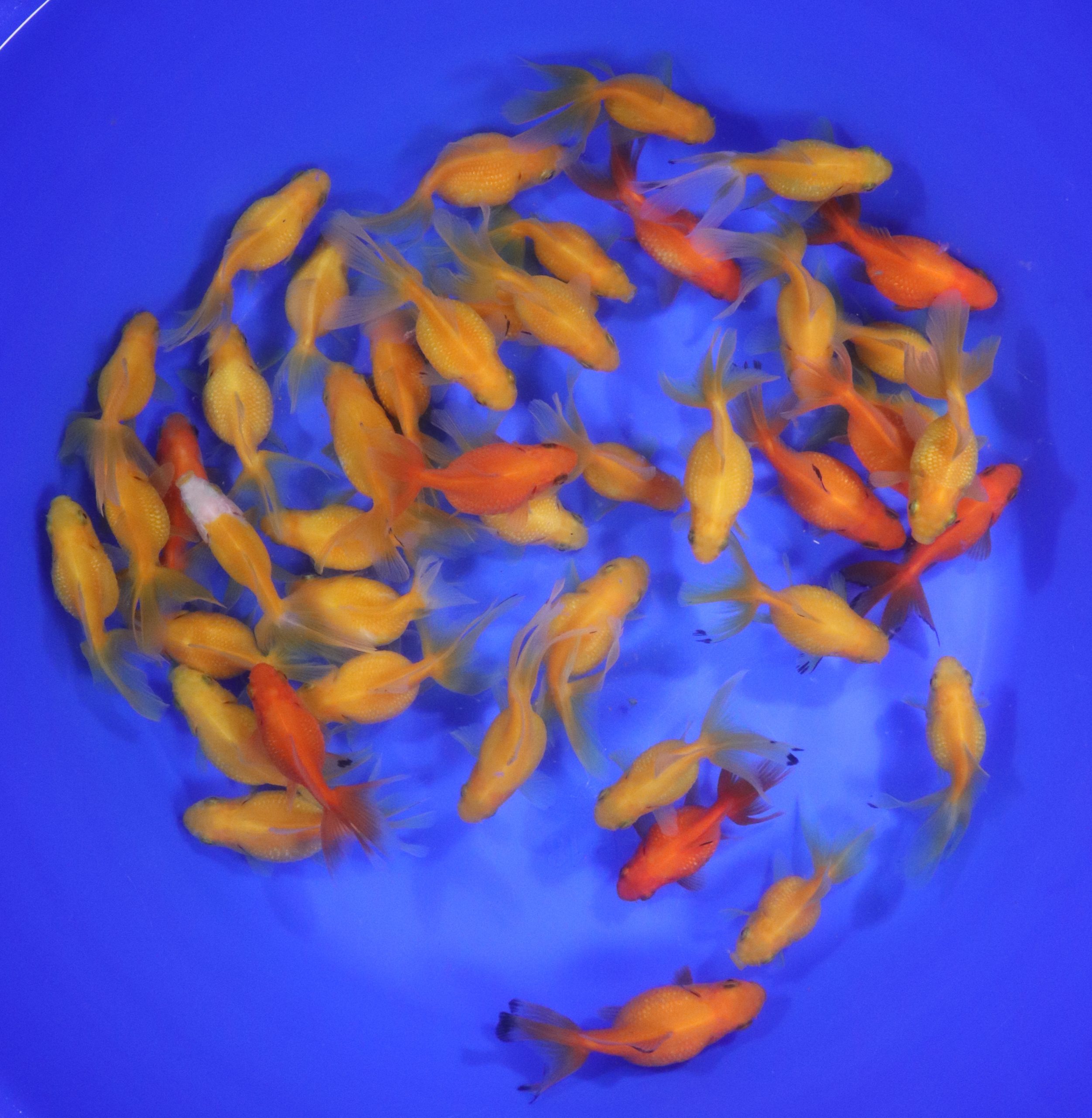 Mixed Pearlscale Goldfish SM