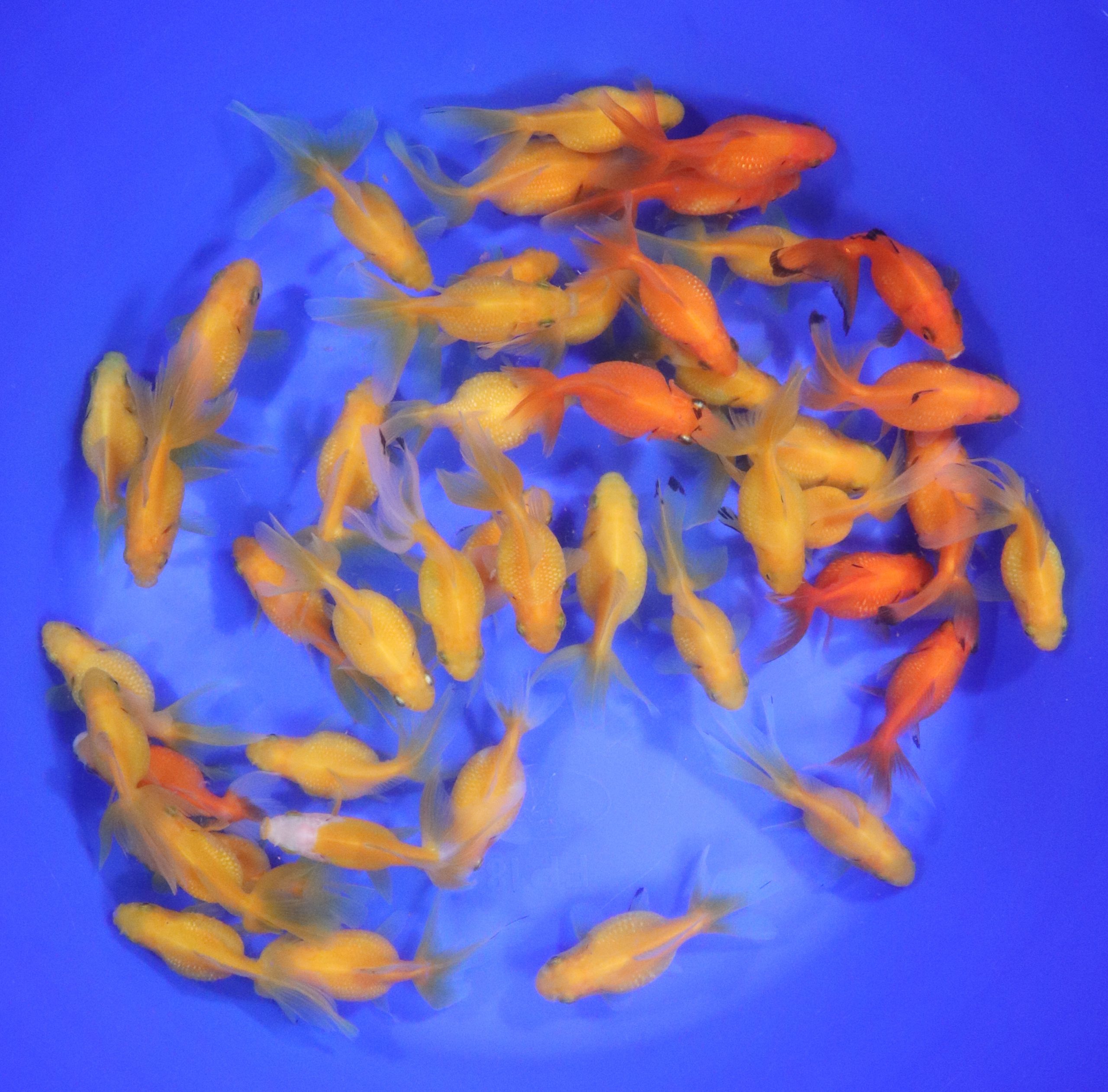 Mixed Pearlscale Goldfish SM