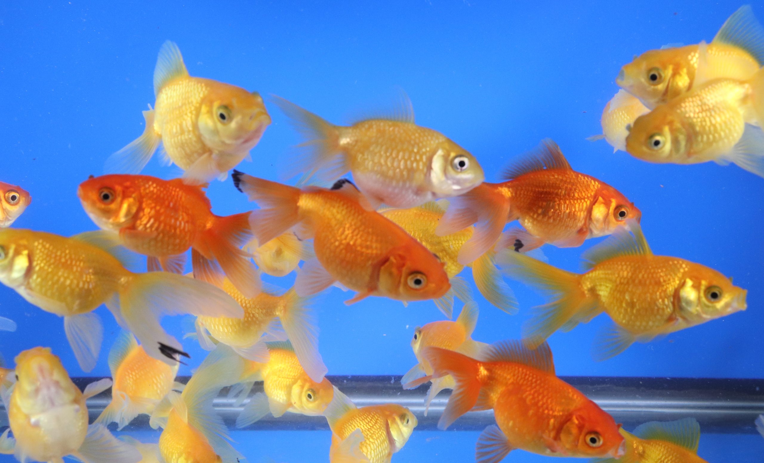 Mixed Pearlscale Goldfish SM