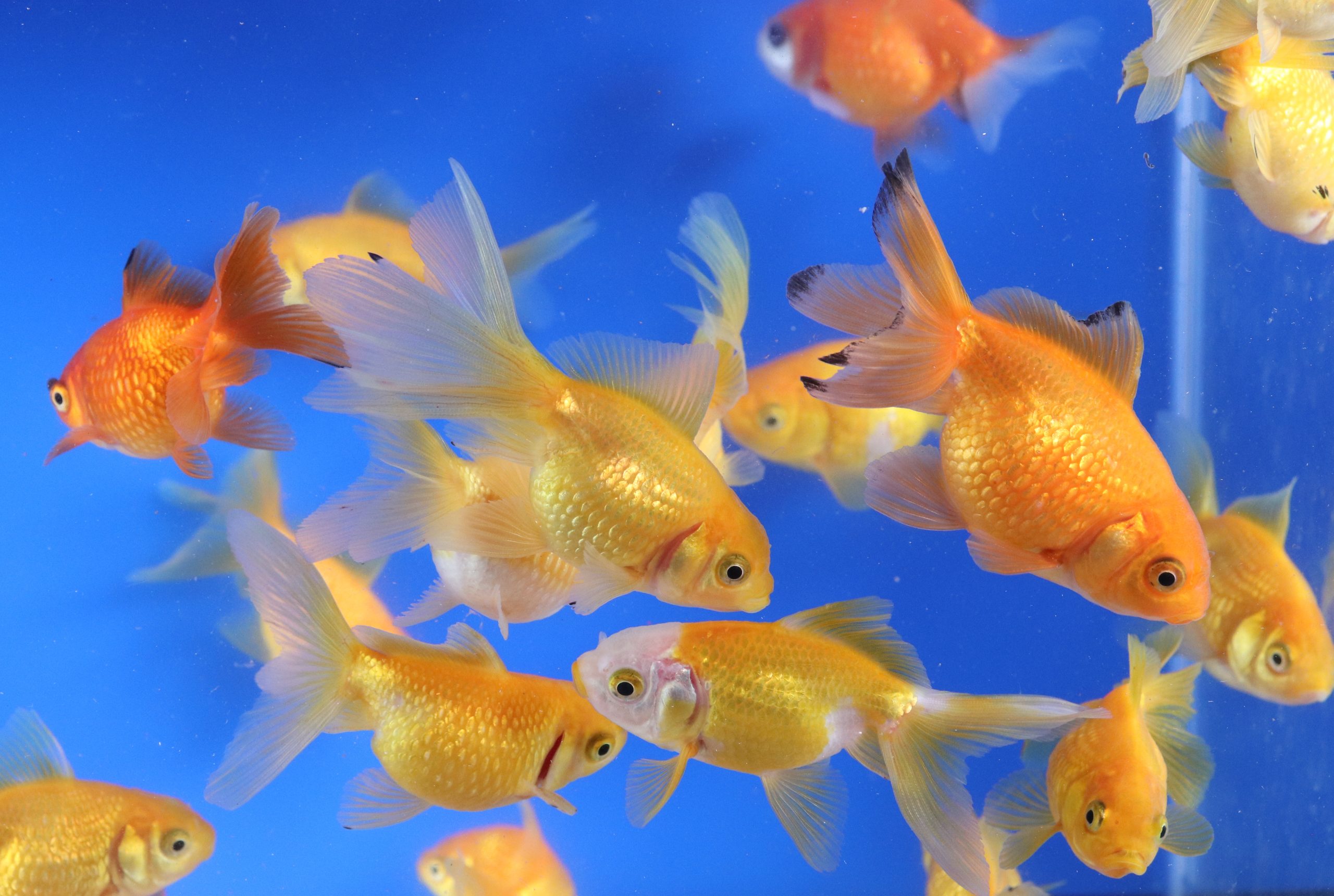 Mixed Pearlscale Goldfish SM
