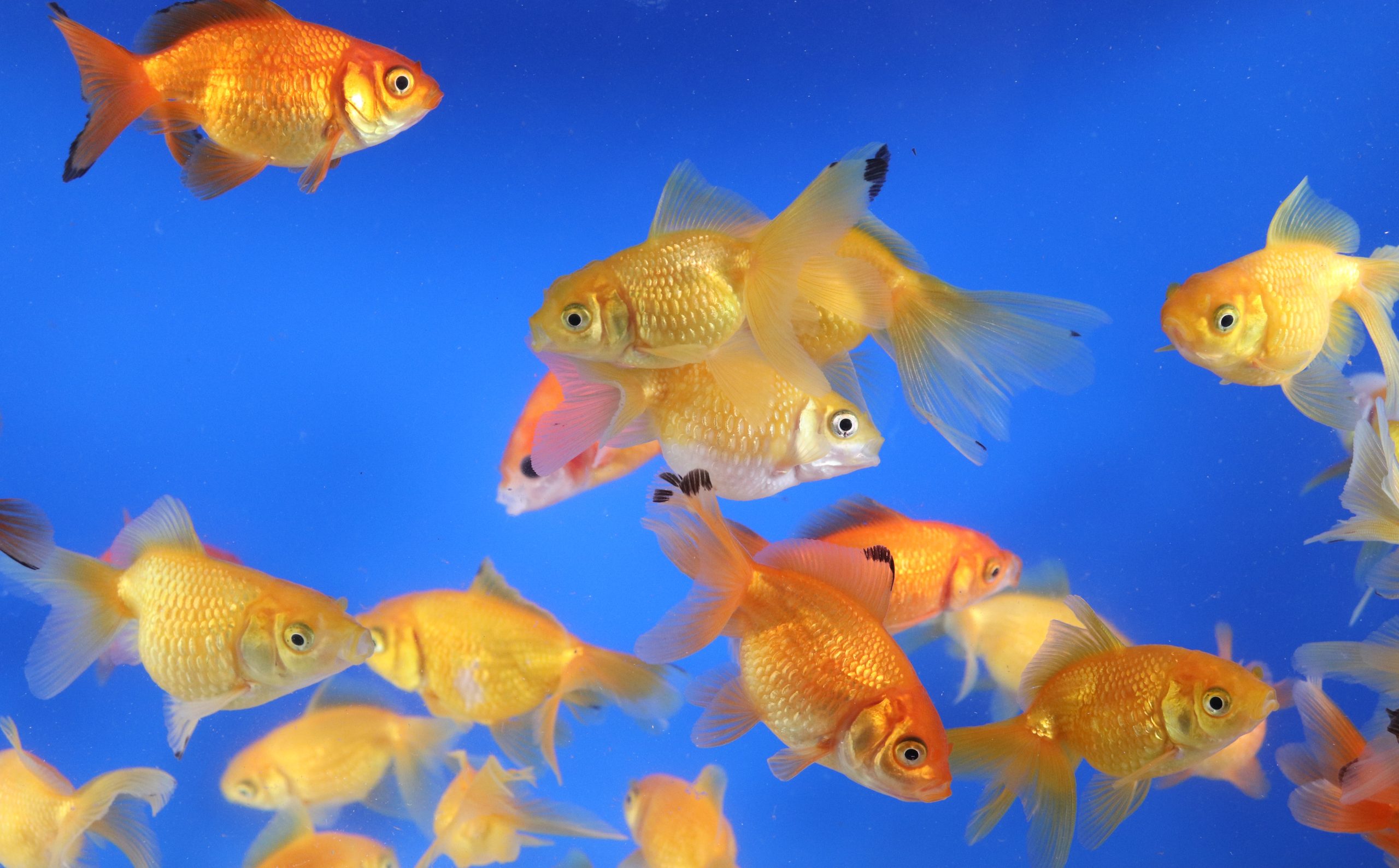 Mixed Pearlscale Goldfish SM