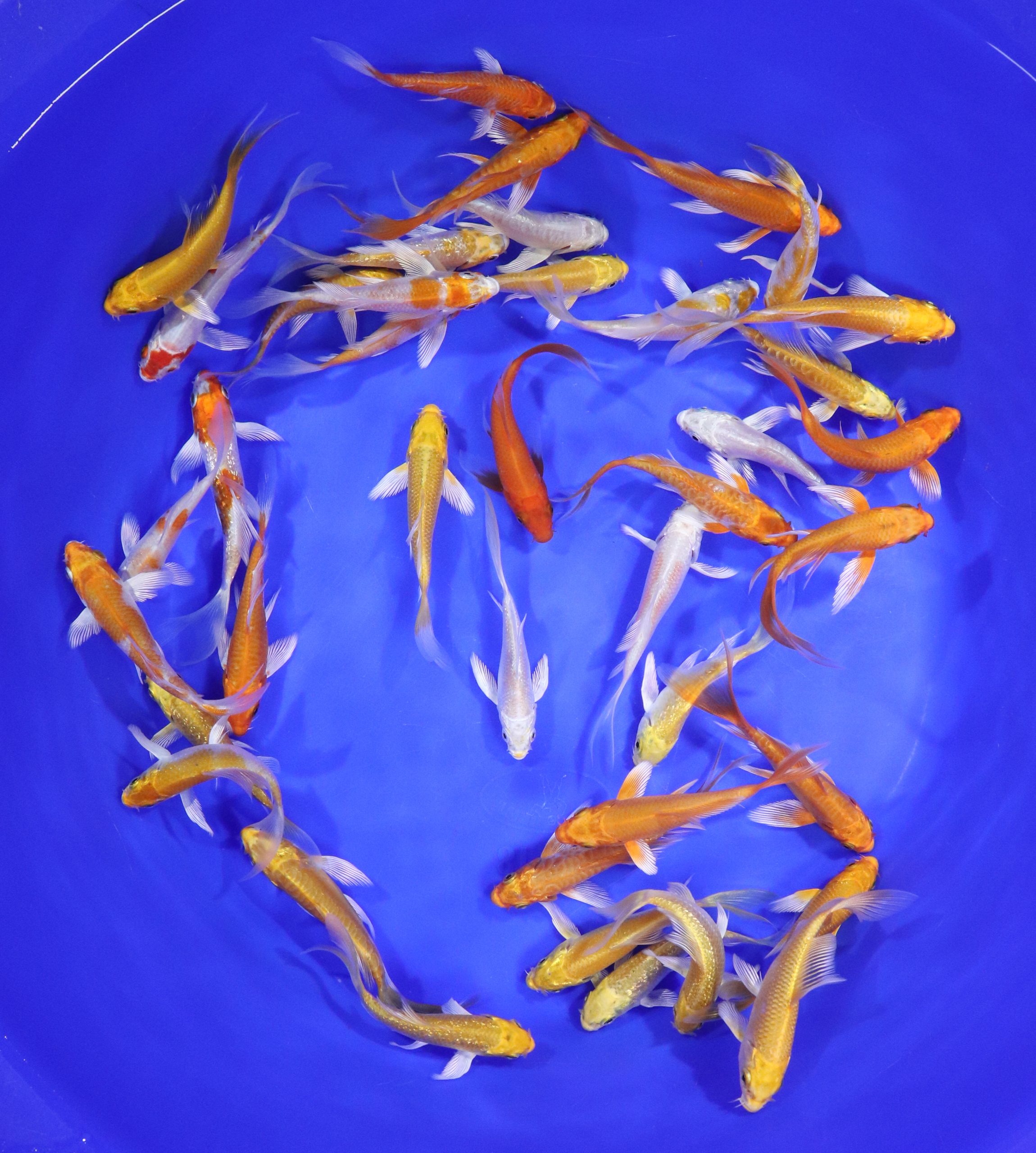 Sunshine Mix Butterfly Koi 3-4"