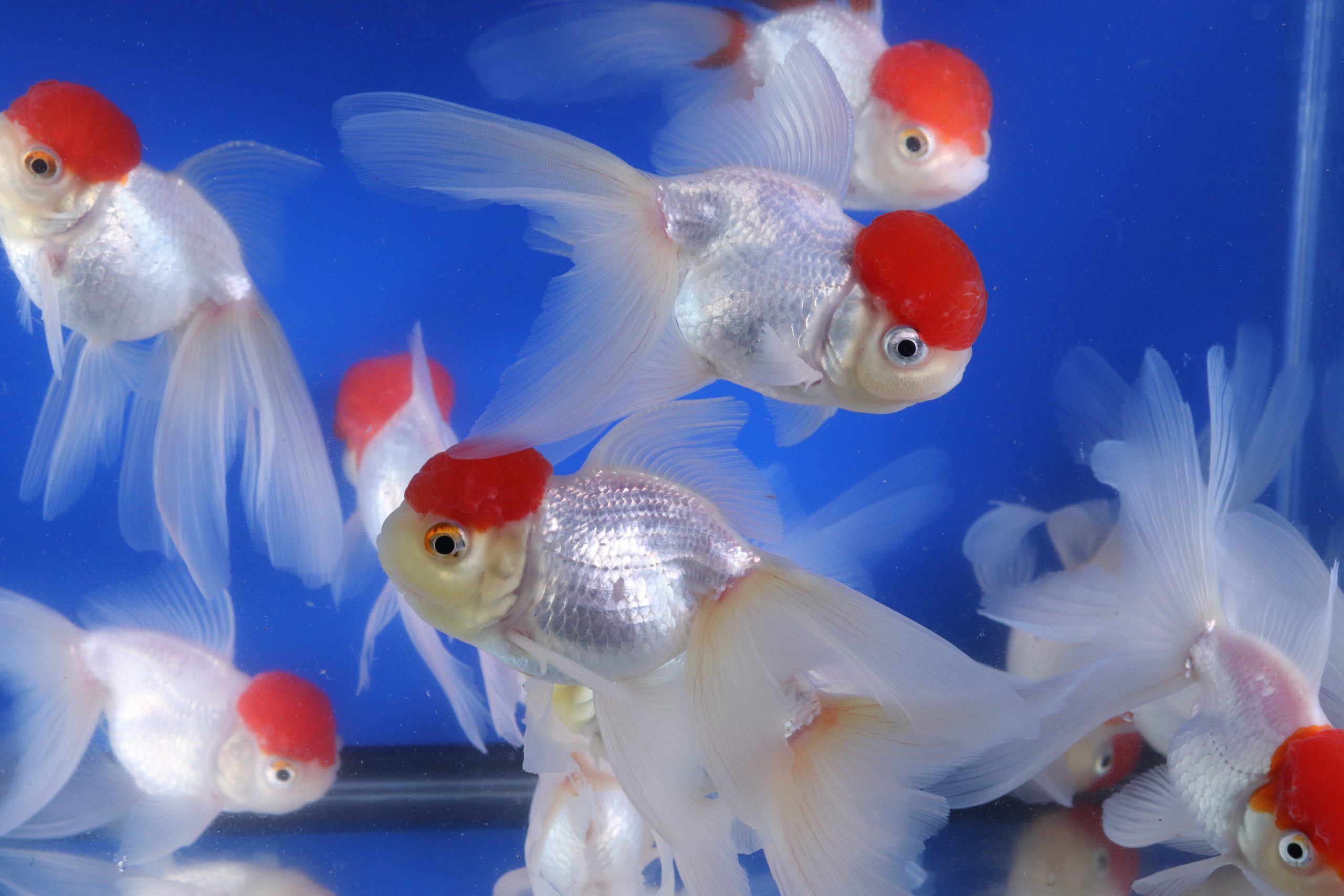 Redcap Oranda Goldfish LG