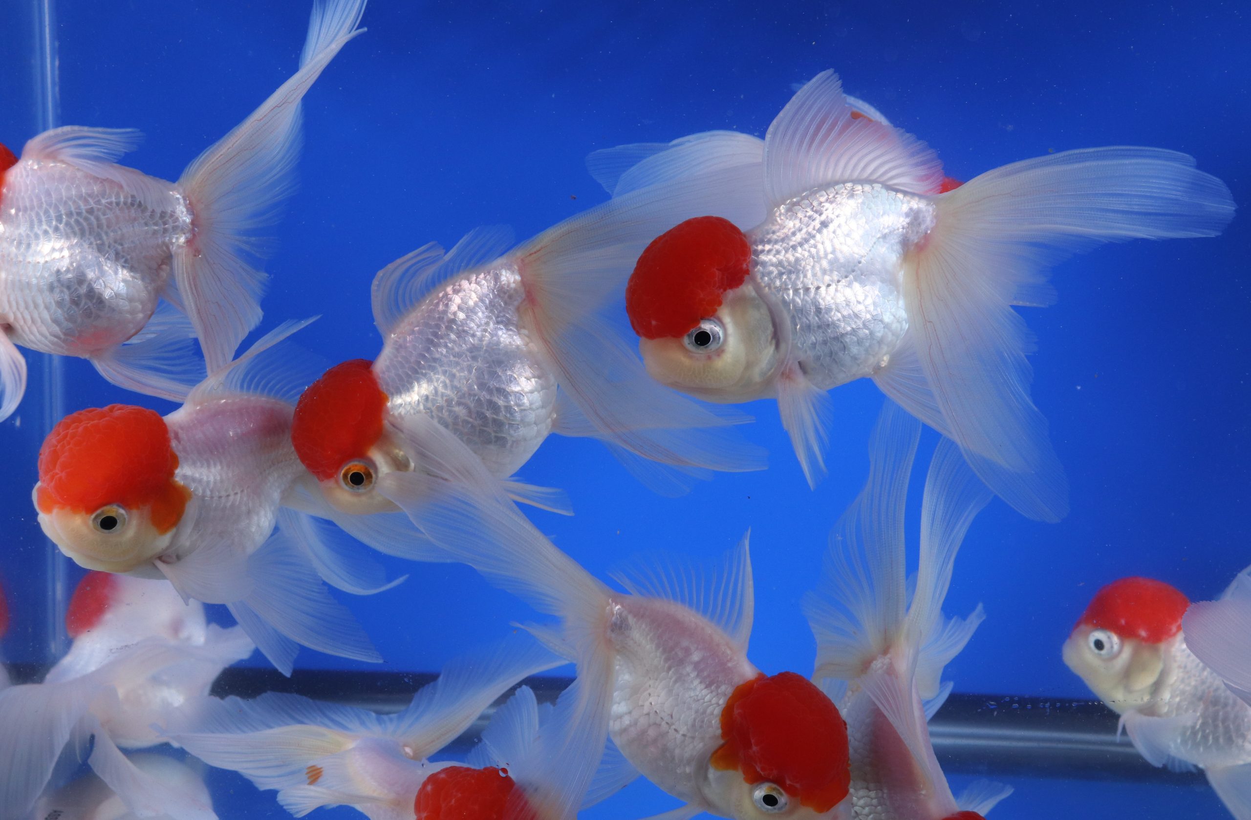 Redcap Oranda Goldfish LG