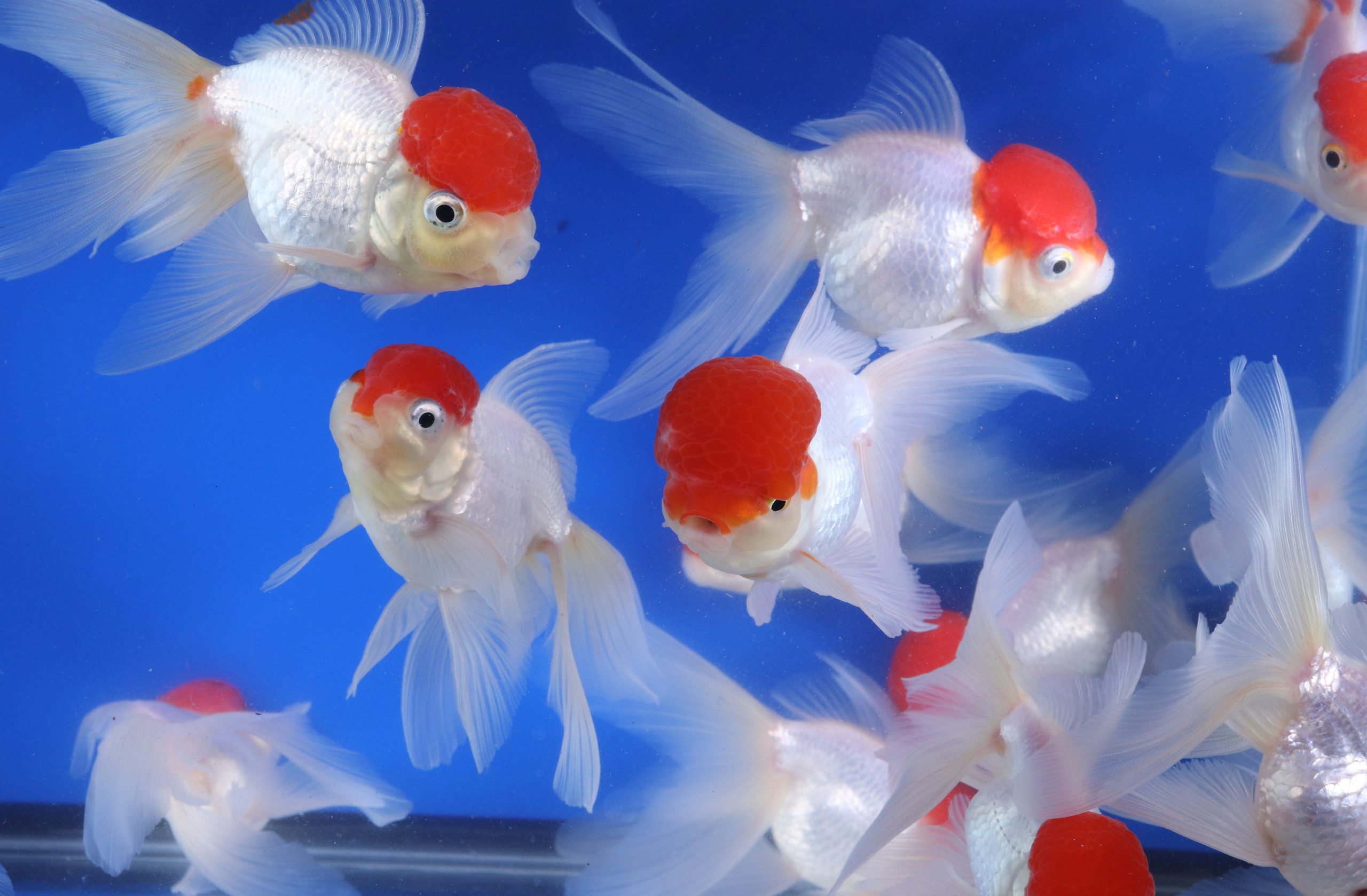 Redcap Oranda Goldfish LG