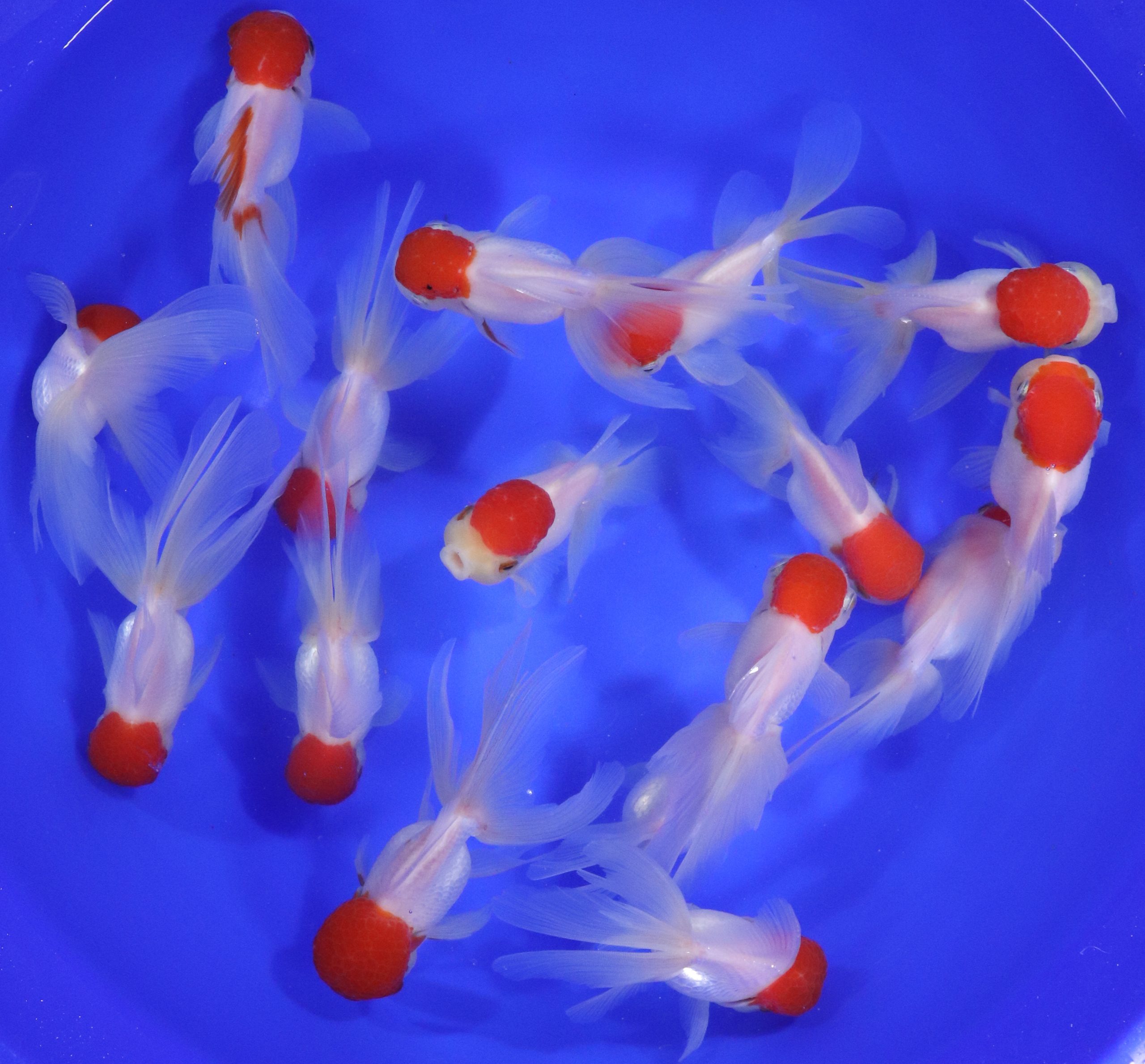 Redcap Oranda Goldfish LG