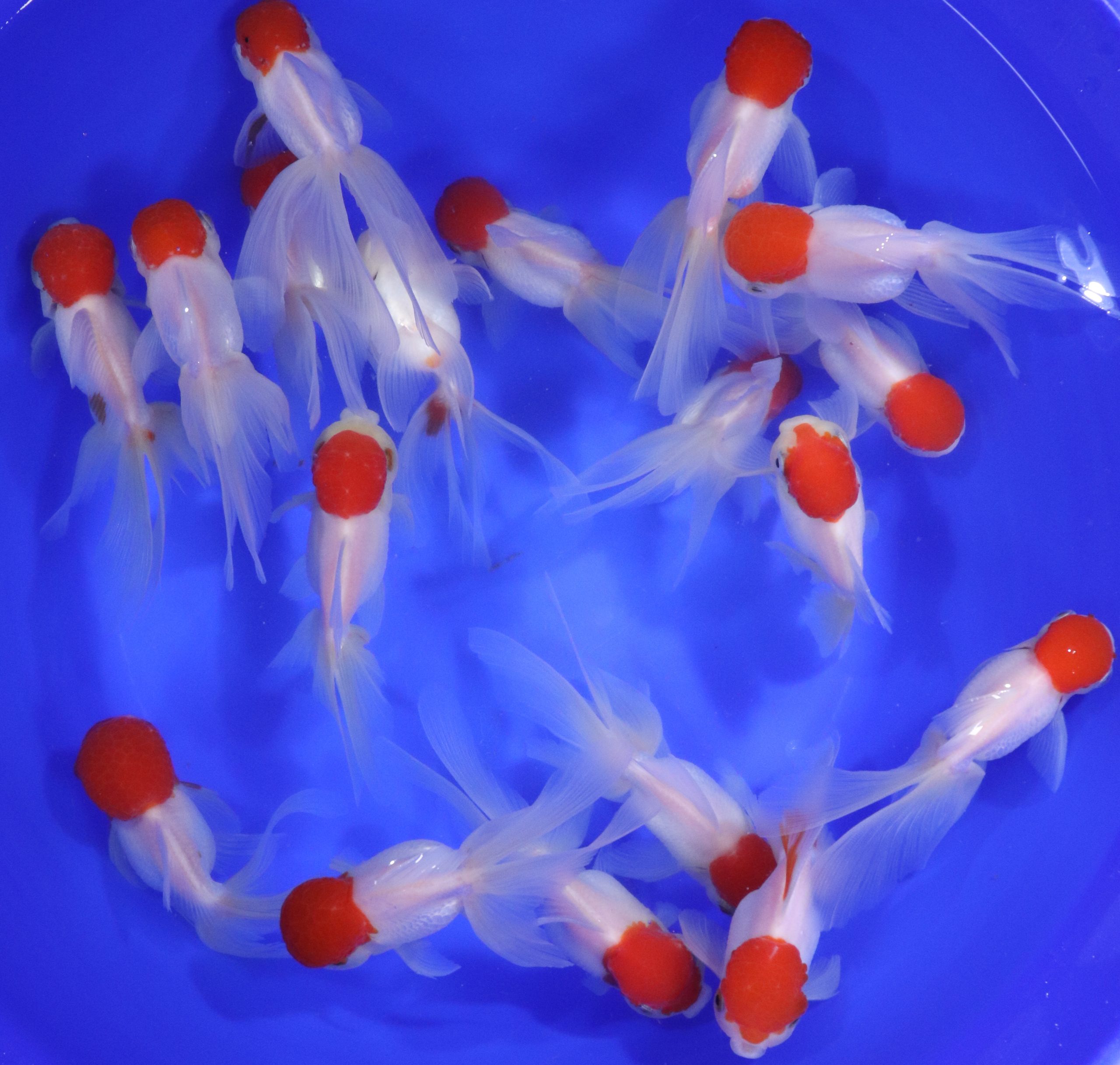 Redcap Oranda Goldfish LG