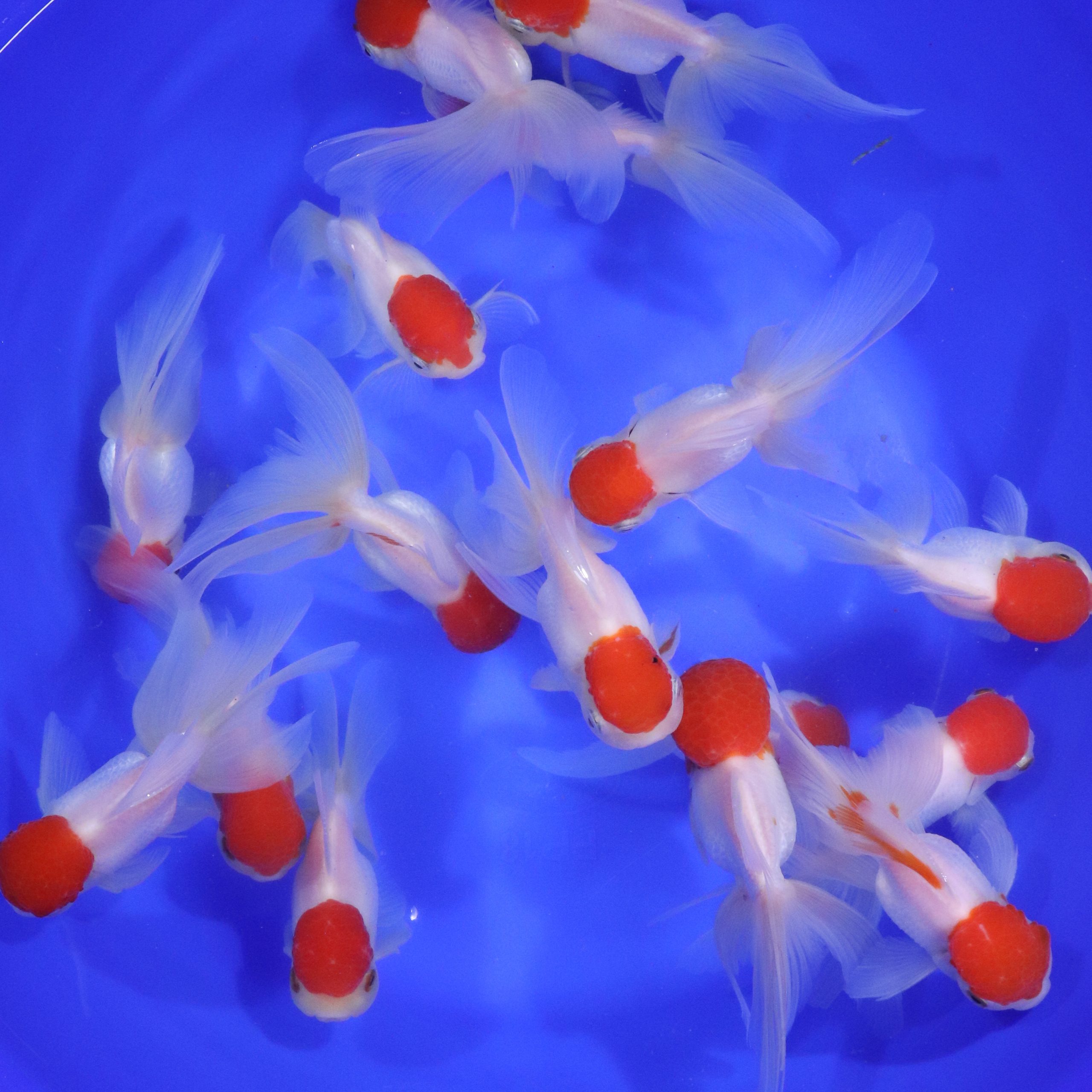 Redcap Oranda Goldfish LG