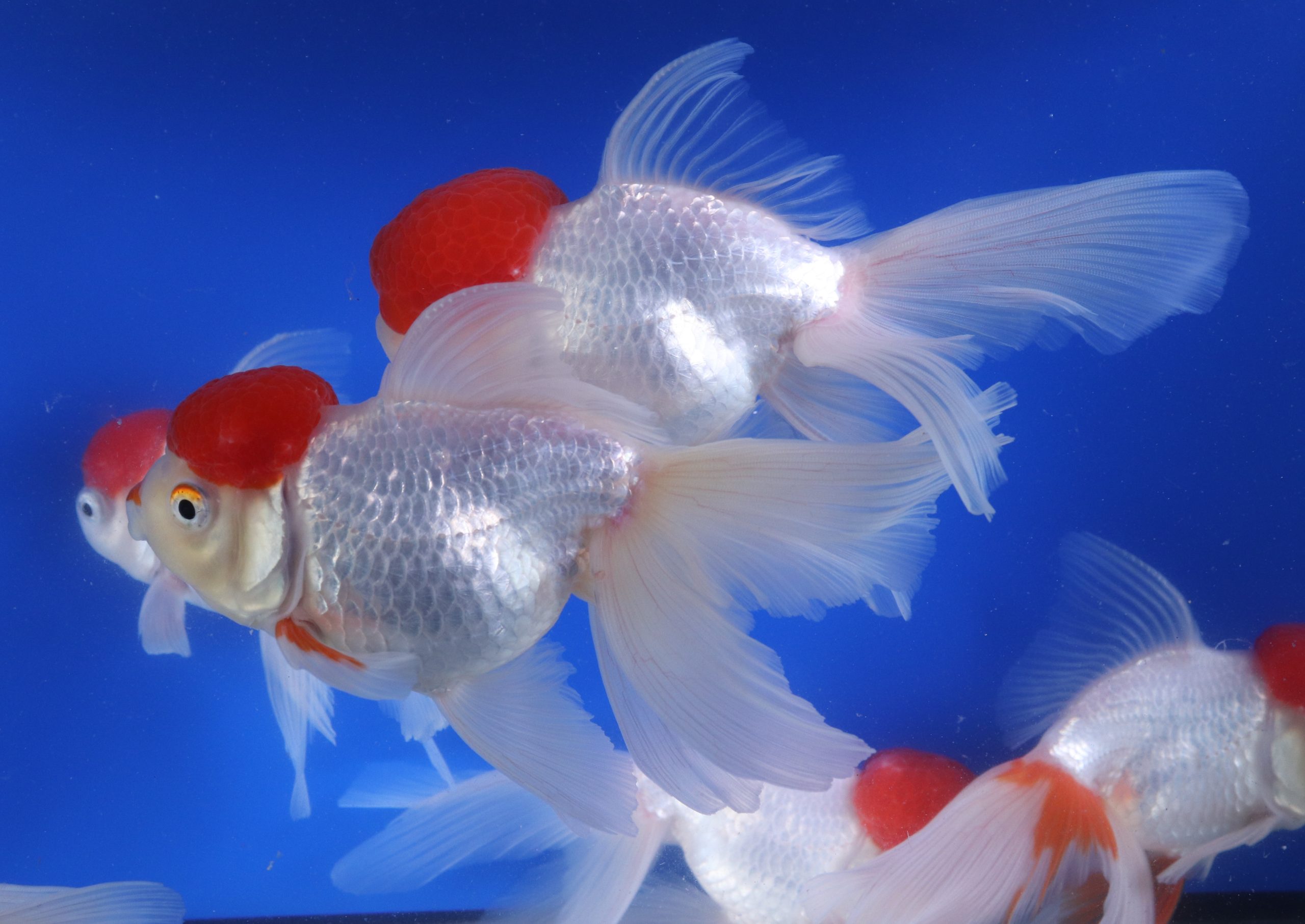 Redcap Oranda Goldfish XL