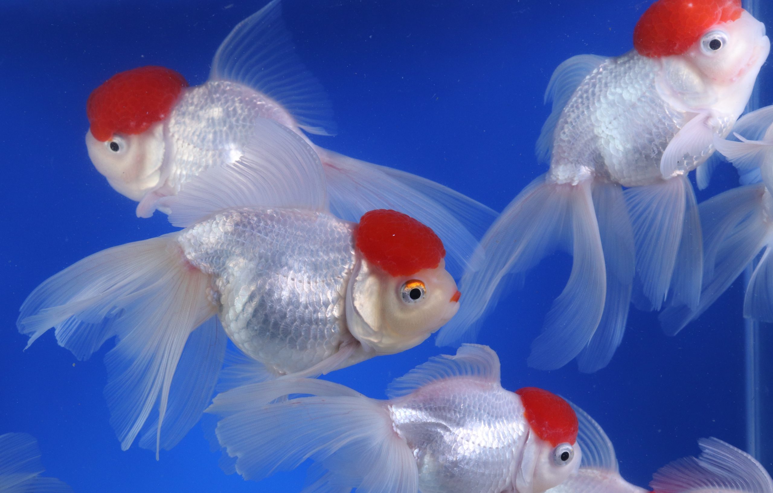 Redcap Oranda Goldfish XL