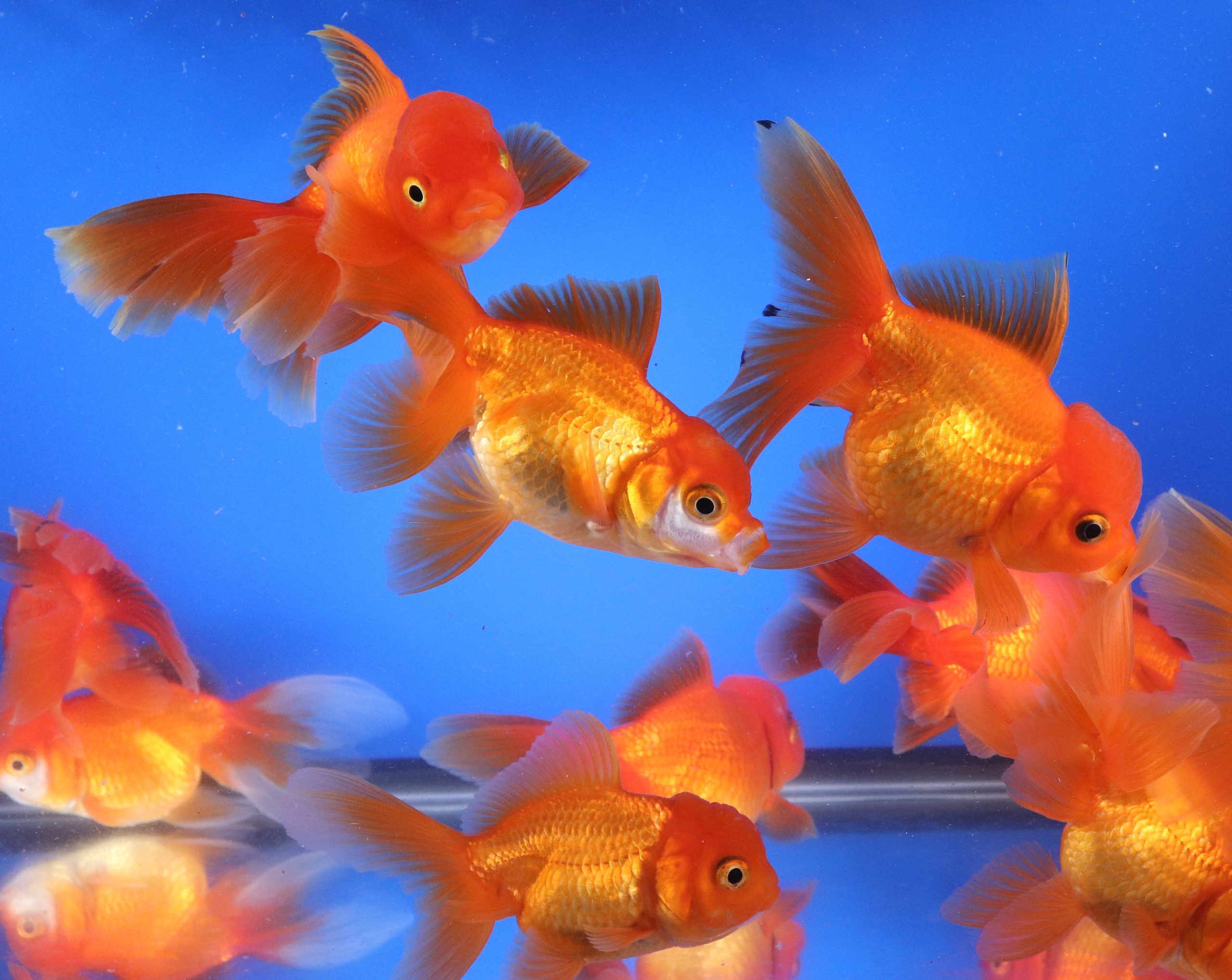 Red Oranda Goldfish LG