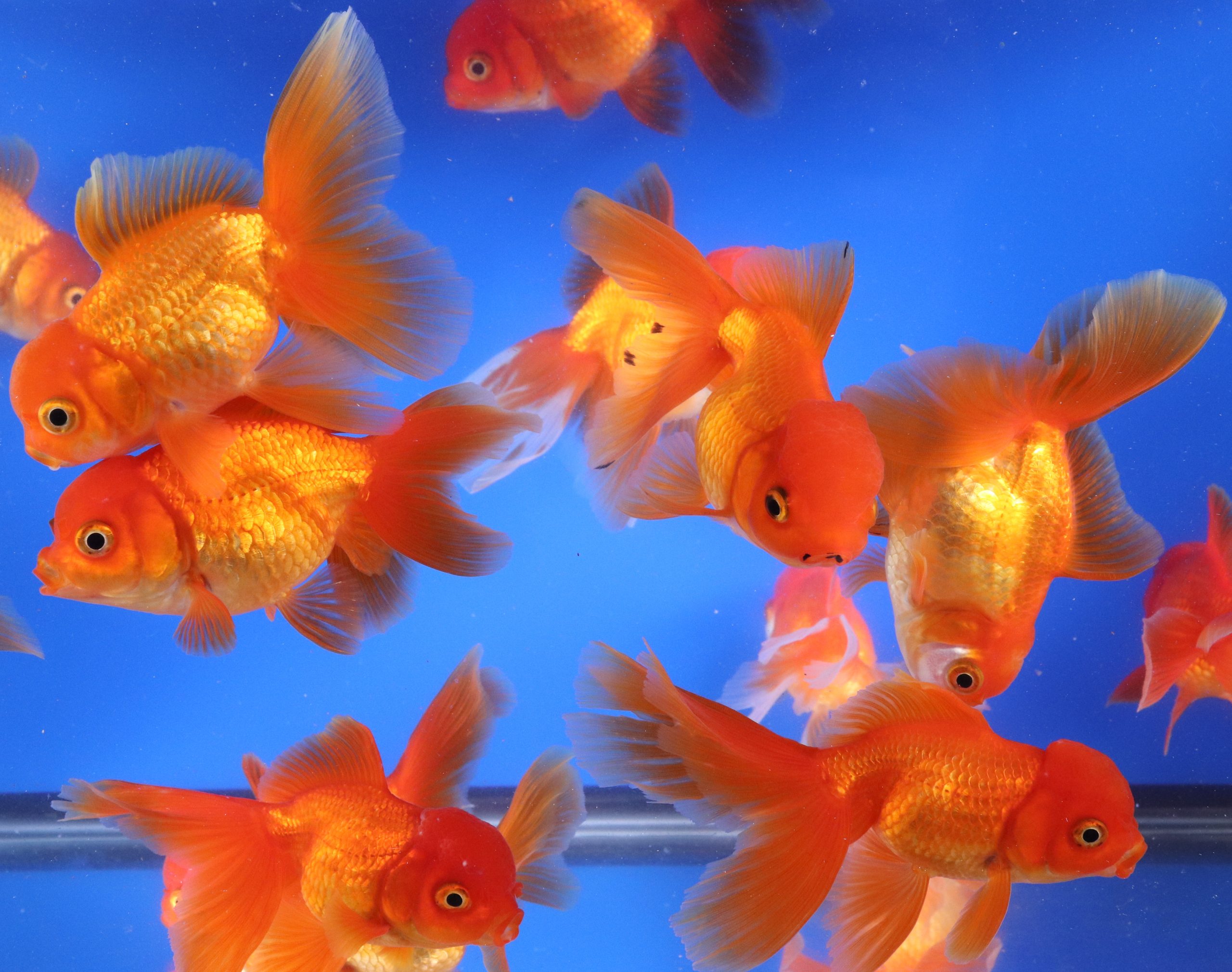 Red Oranda Goldfish LG