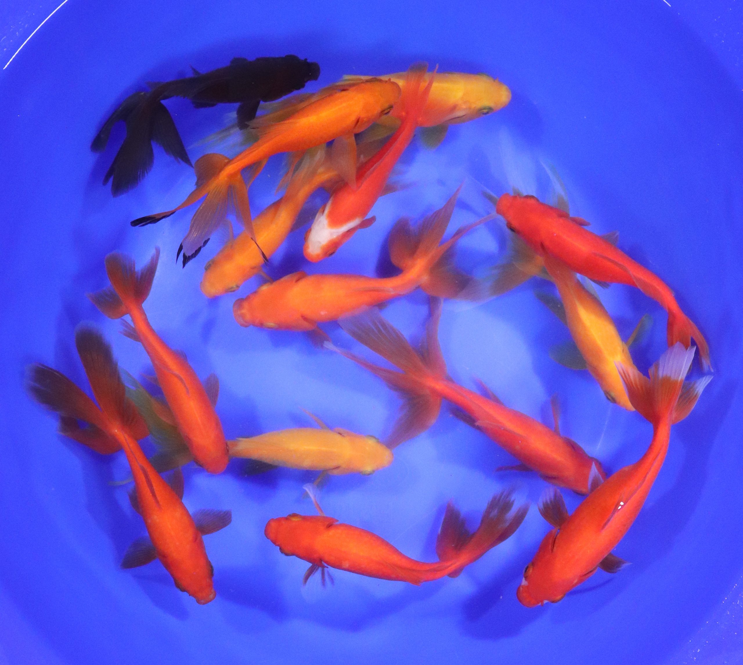 Wakin Goldfish Mixed XL