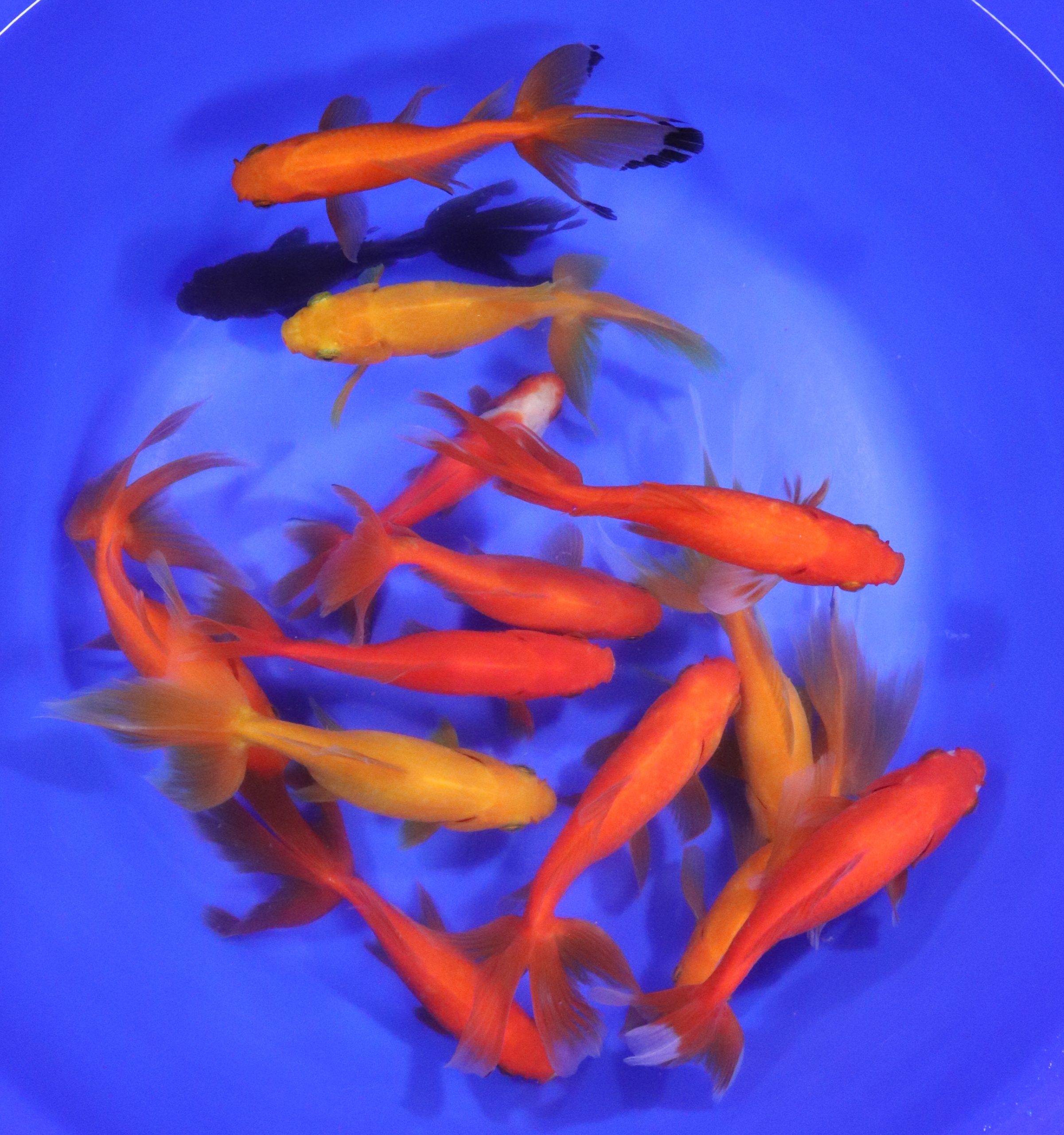 Wakin Goldfish Mixed XL