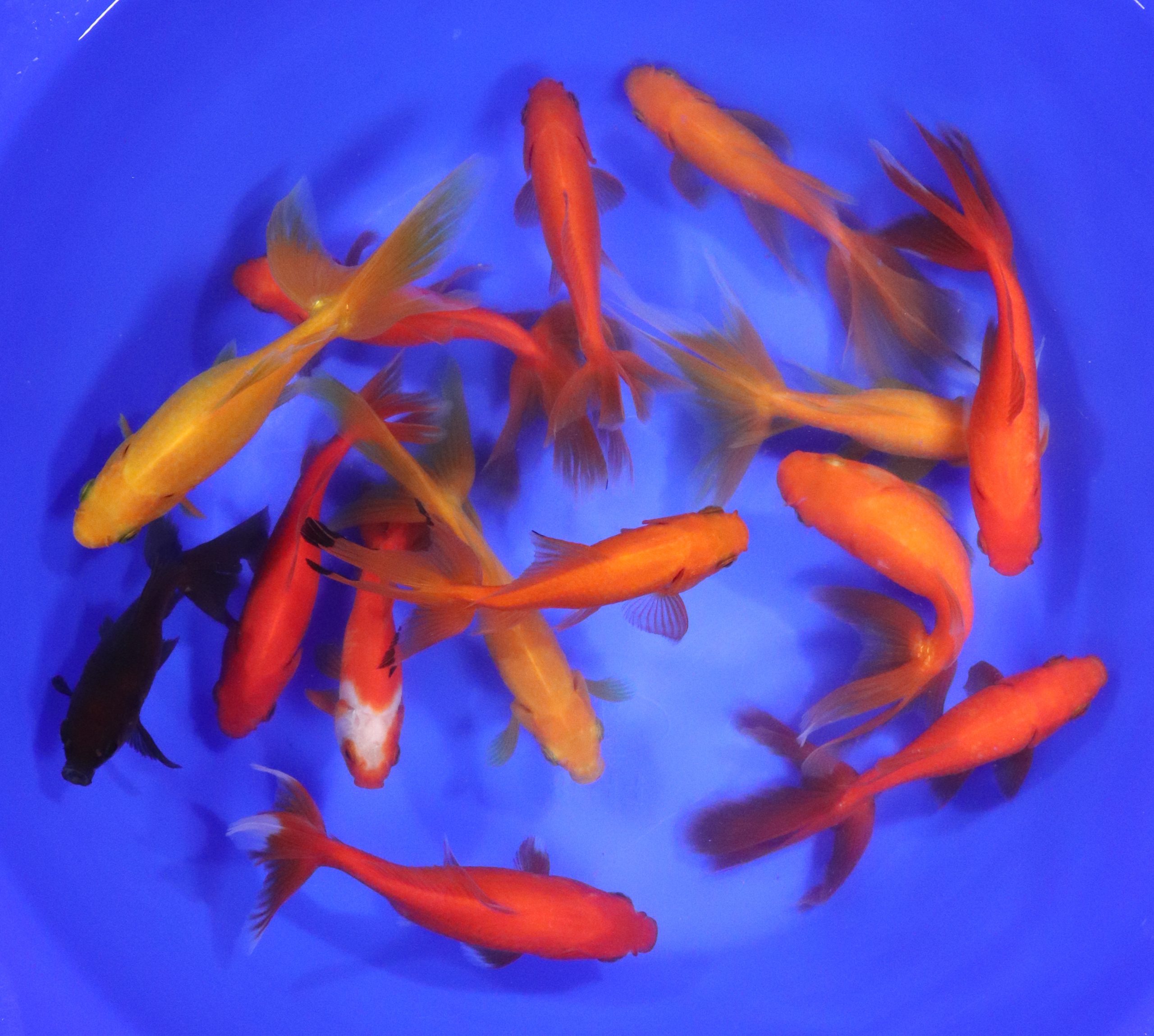 Wakin Goldfish Mixed XL