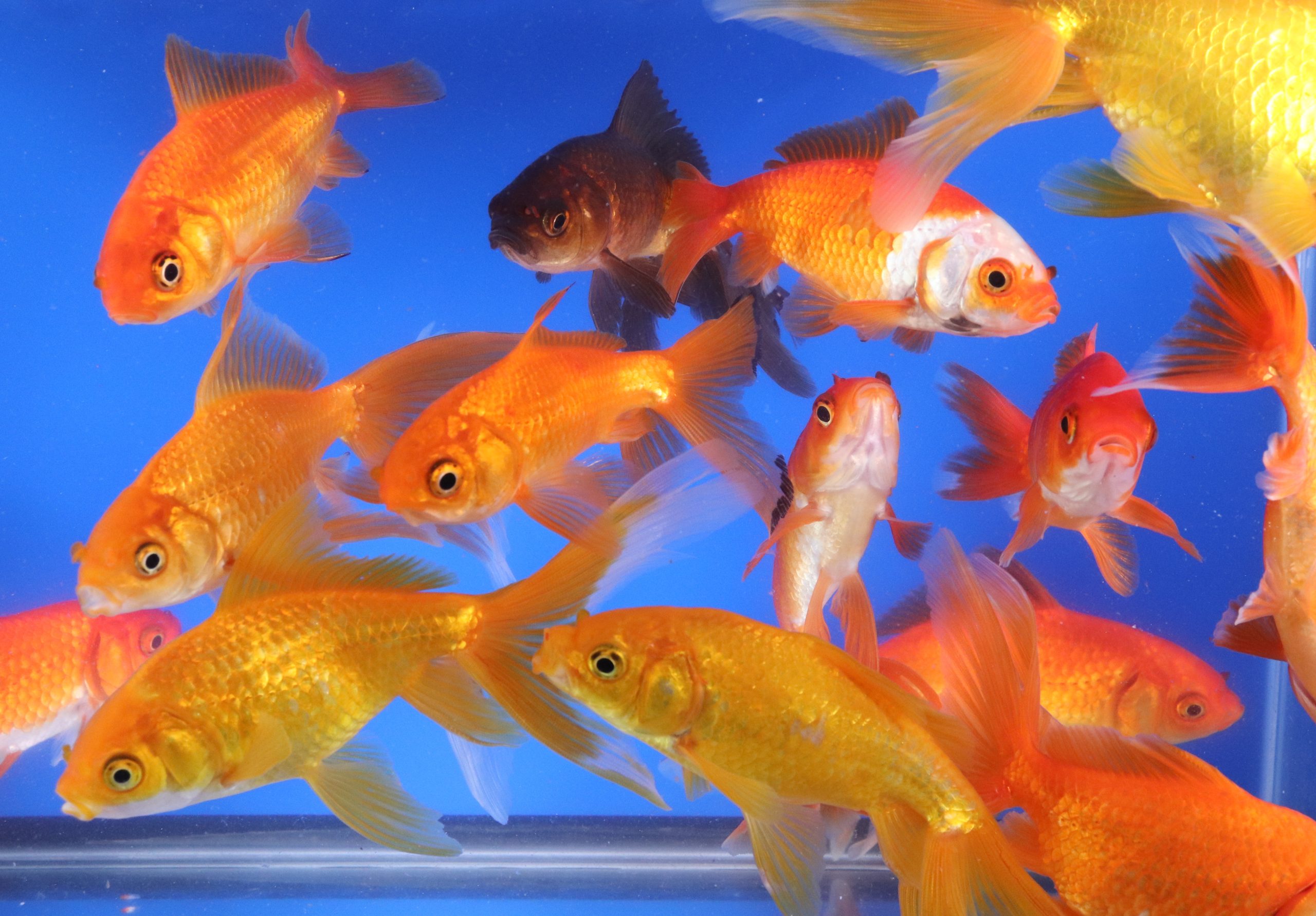 Wakin Goldfish Mixed XL