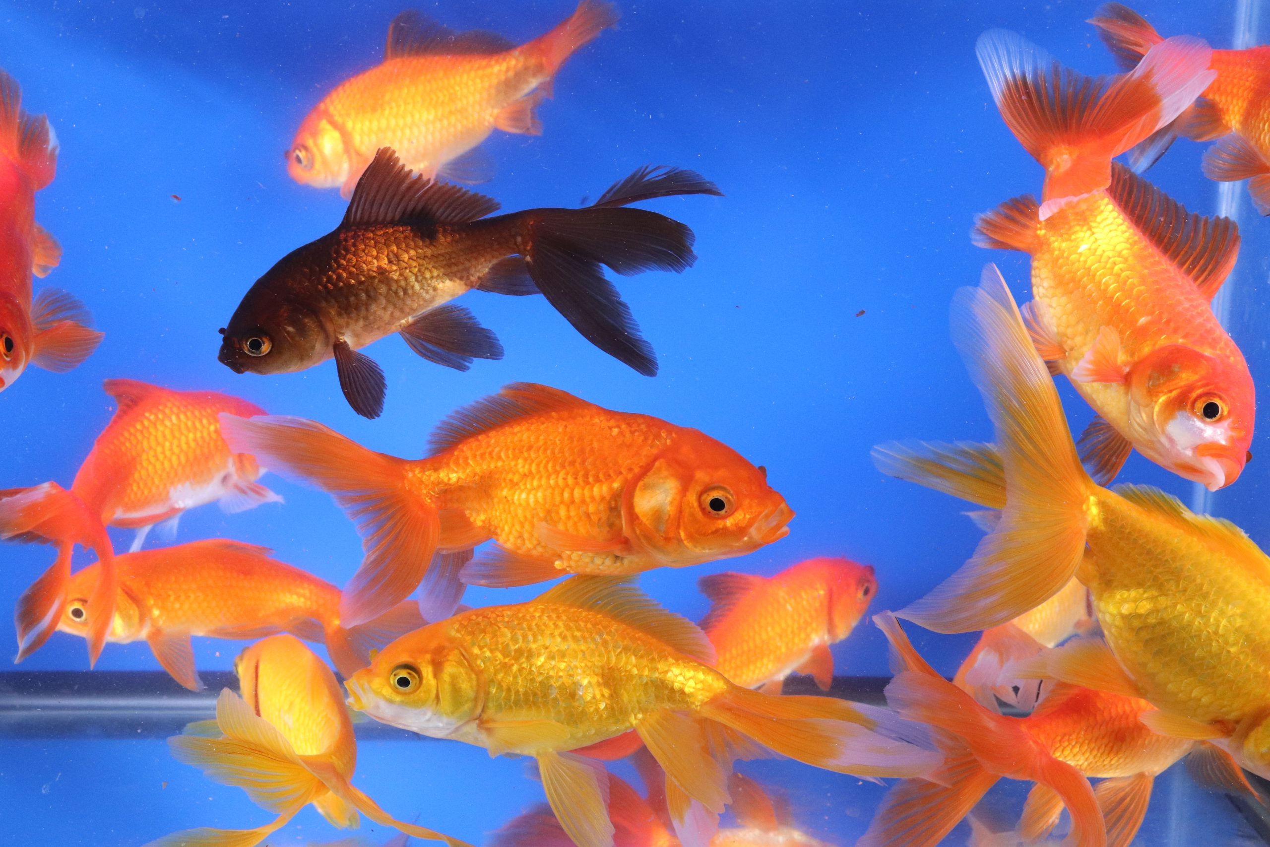 Wakin Goldfish Mixed XL