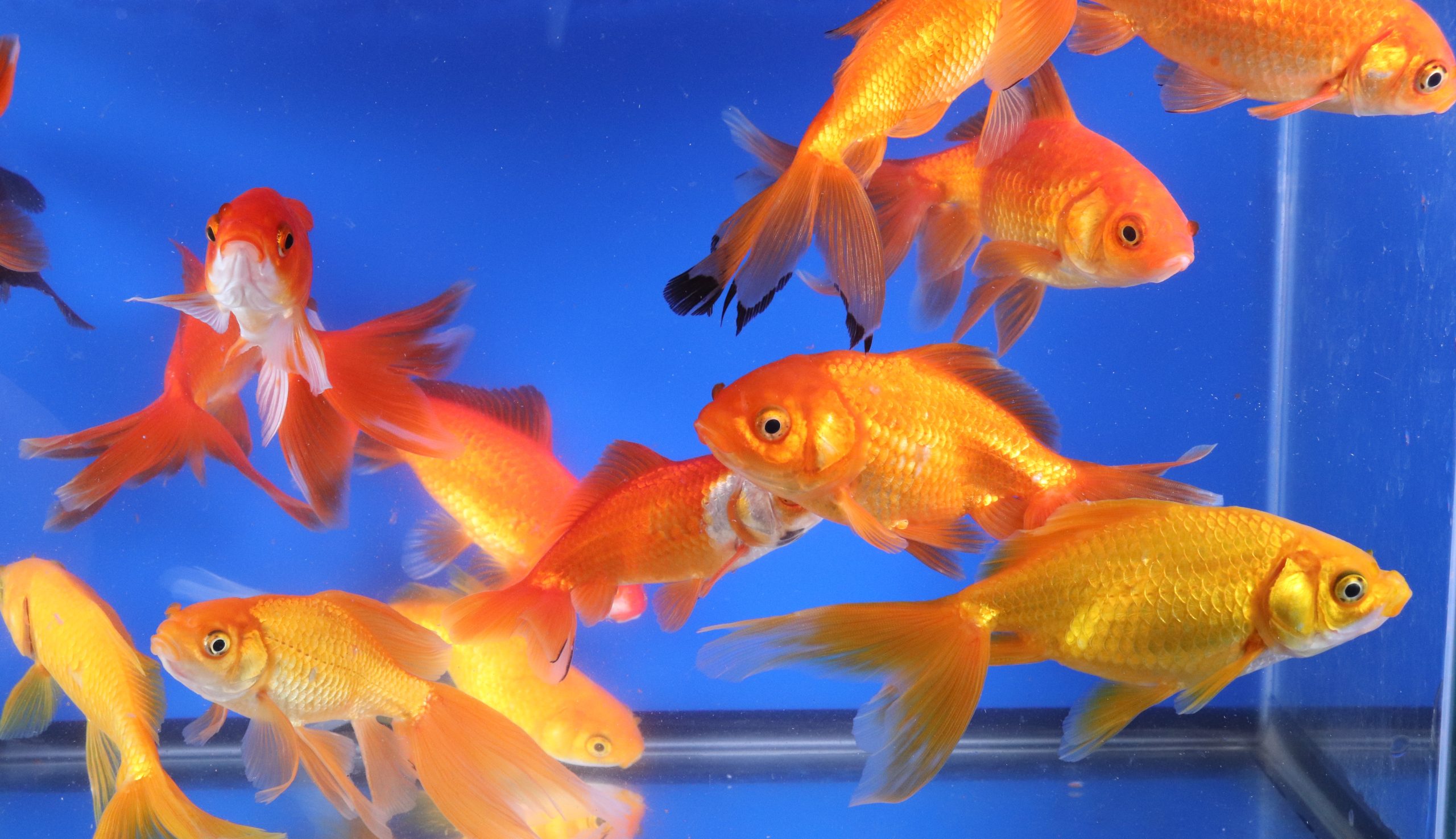 Wakin Goldfish Mixed XL