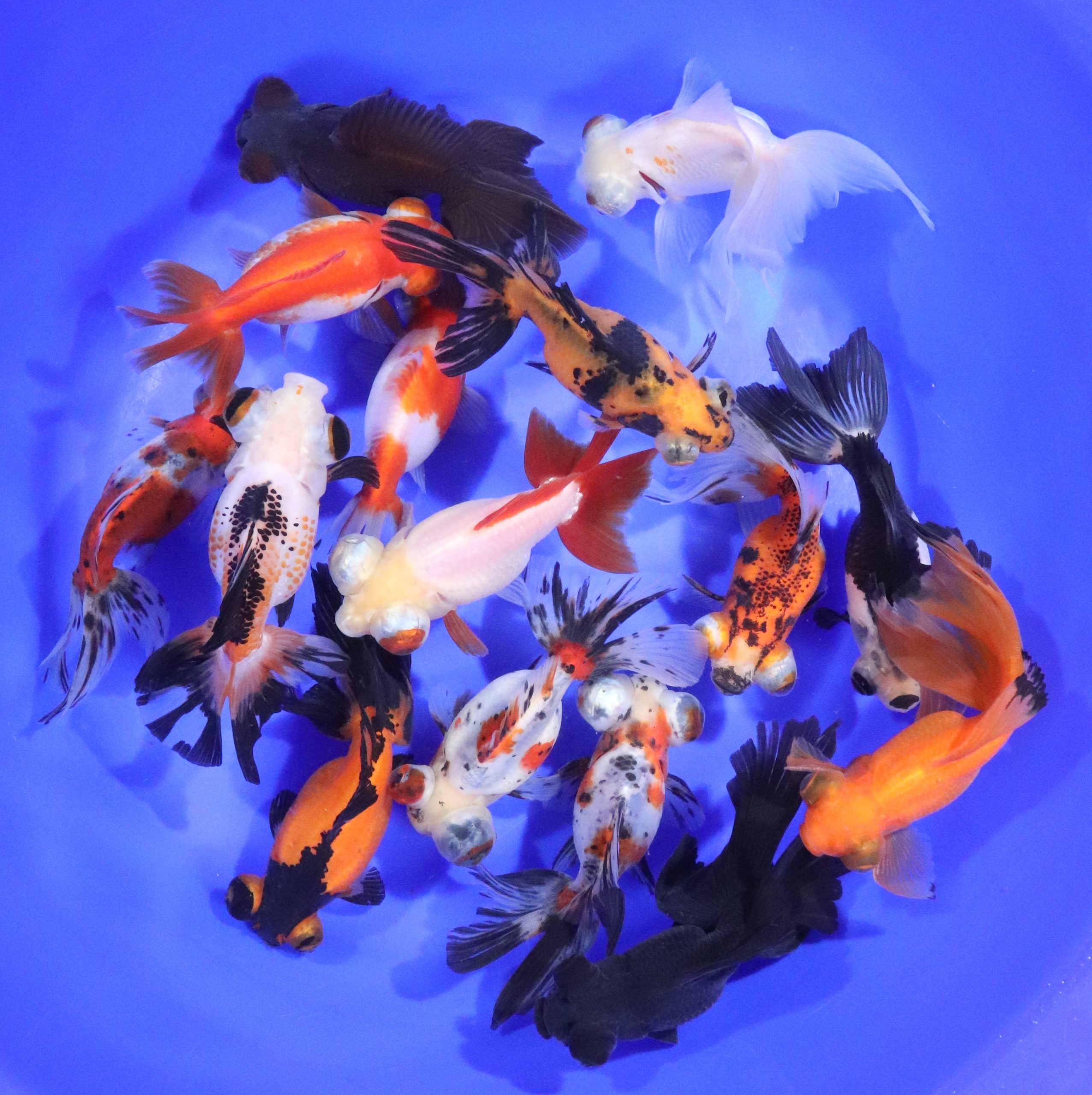 Mixed Butterfly Fantail Goldfish XL