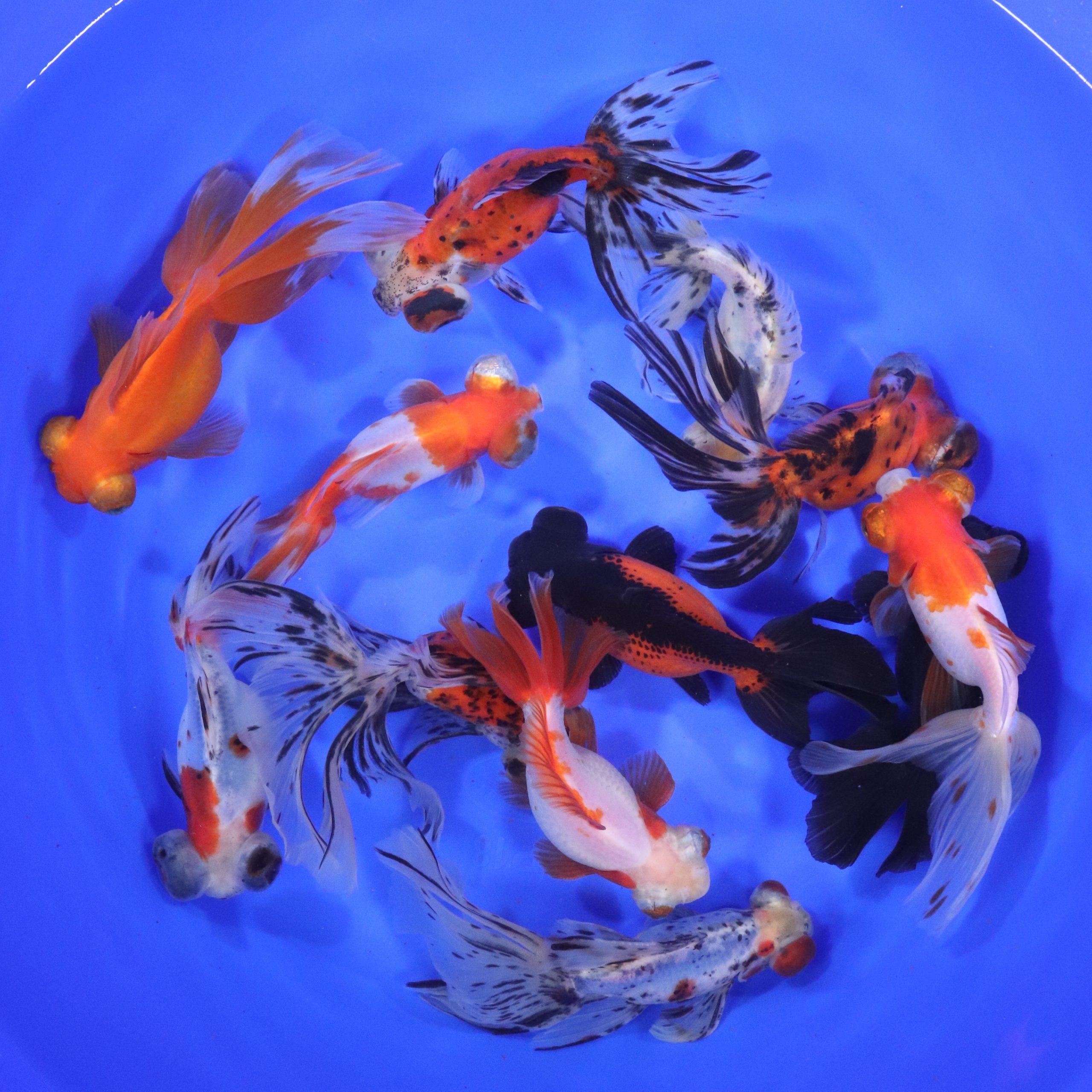 Mixed Butterfly Fantail Goldfish JUMBO