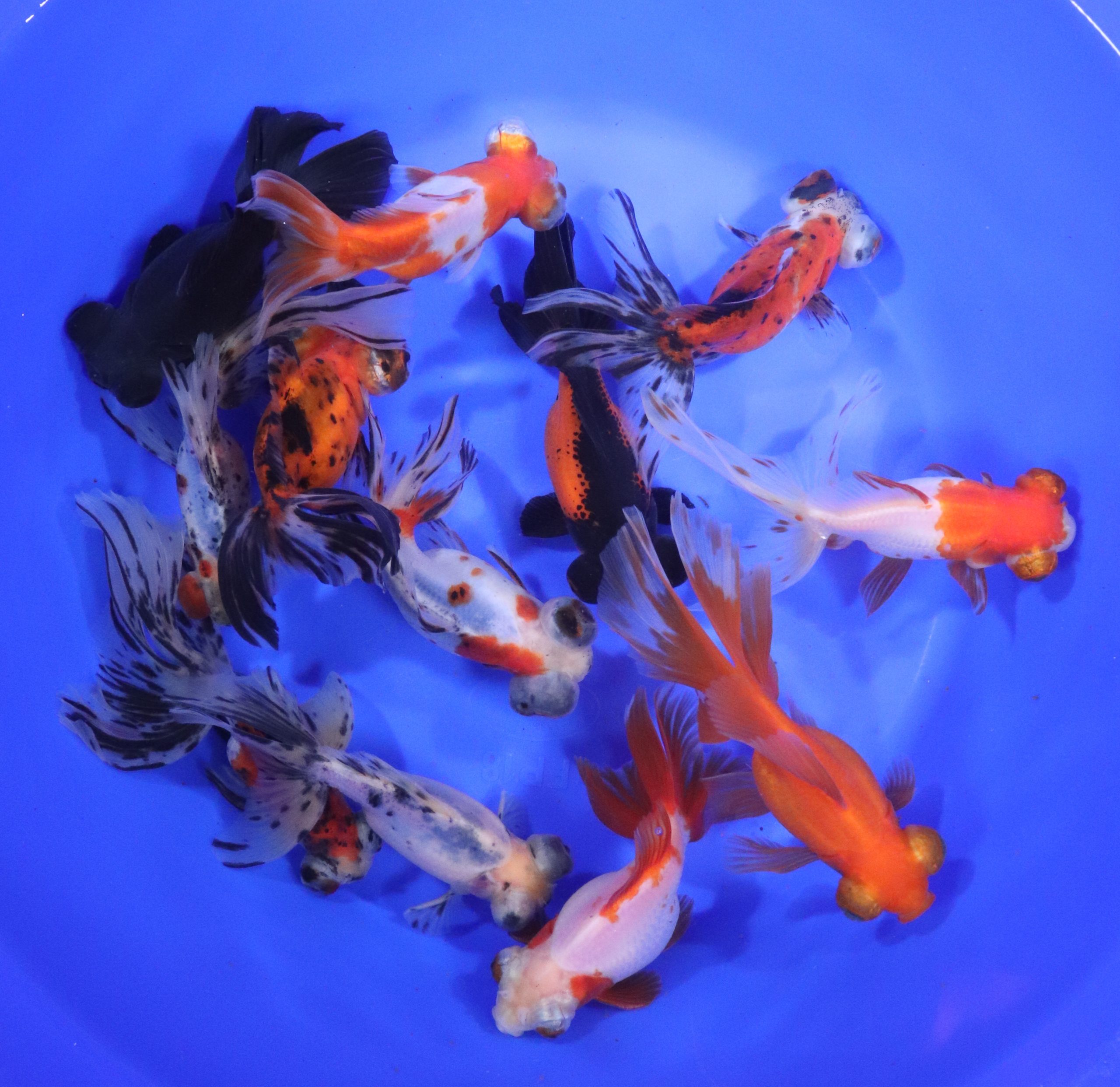 Mixed Butterfly Fantail Goldfish JUMBO