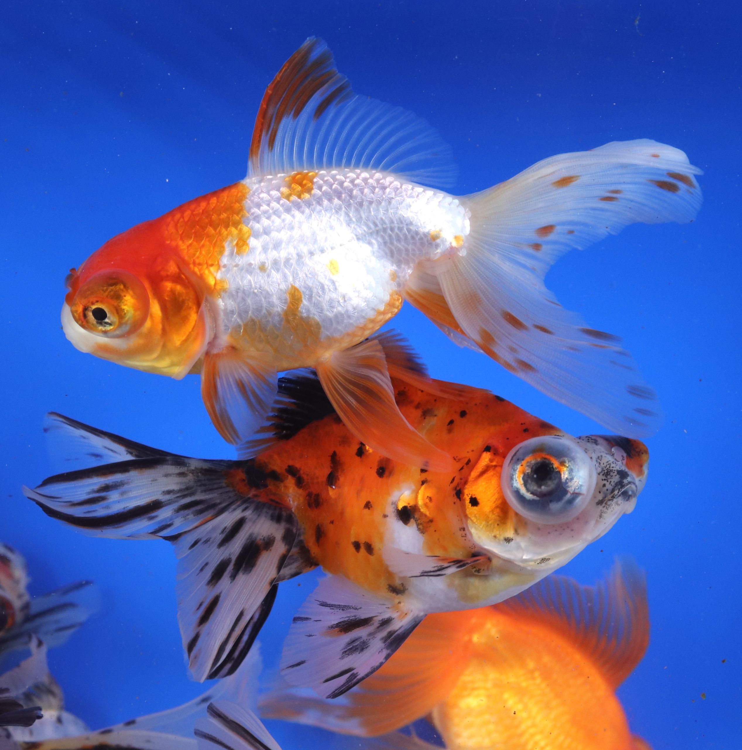 Mixed Butterfly Fantail Goldfish JUMBO