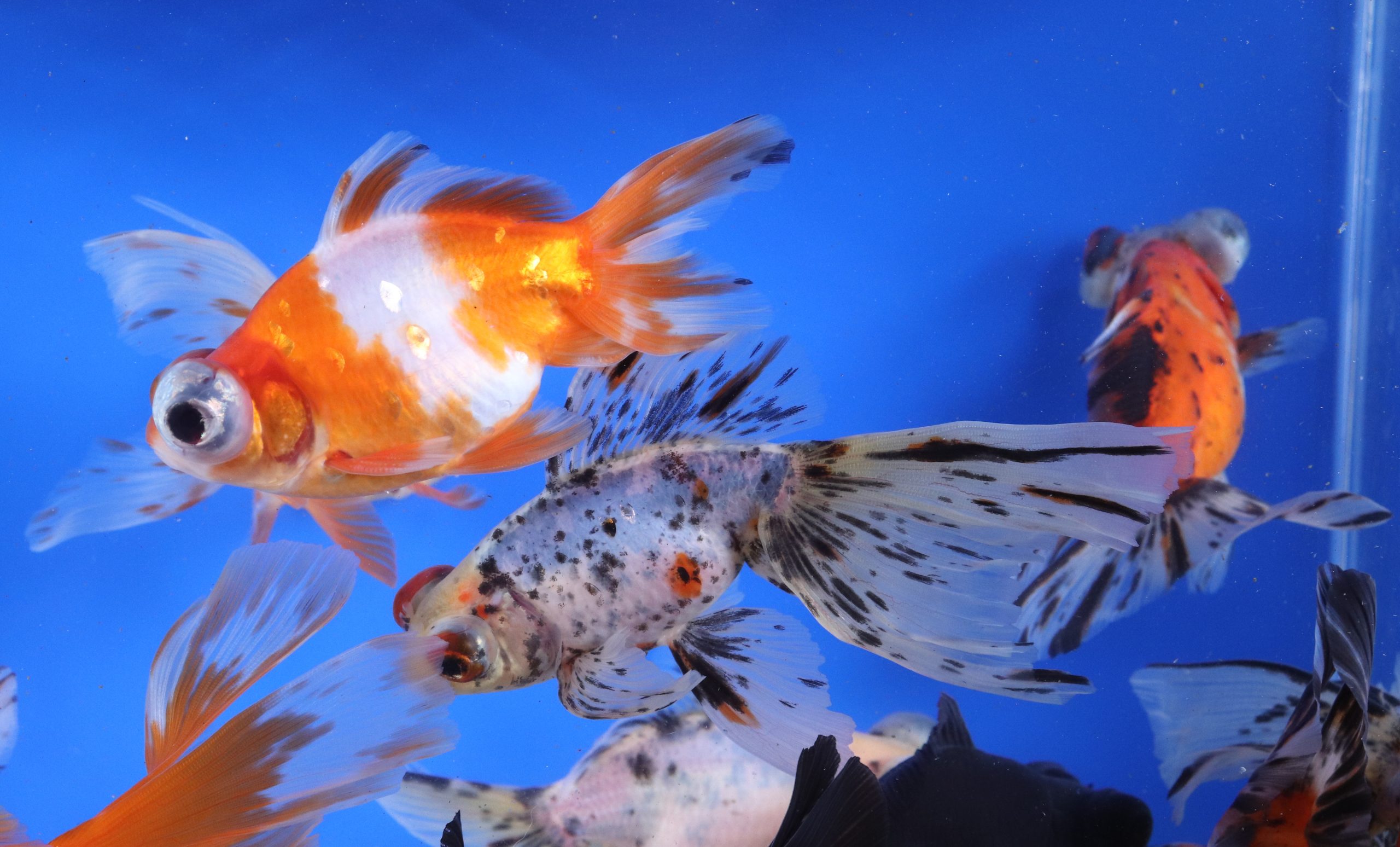 Mixed Butterfly Fantail Goldfish JUMBO