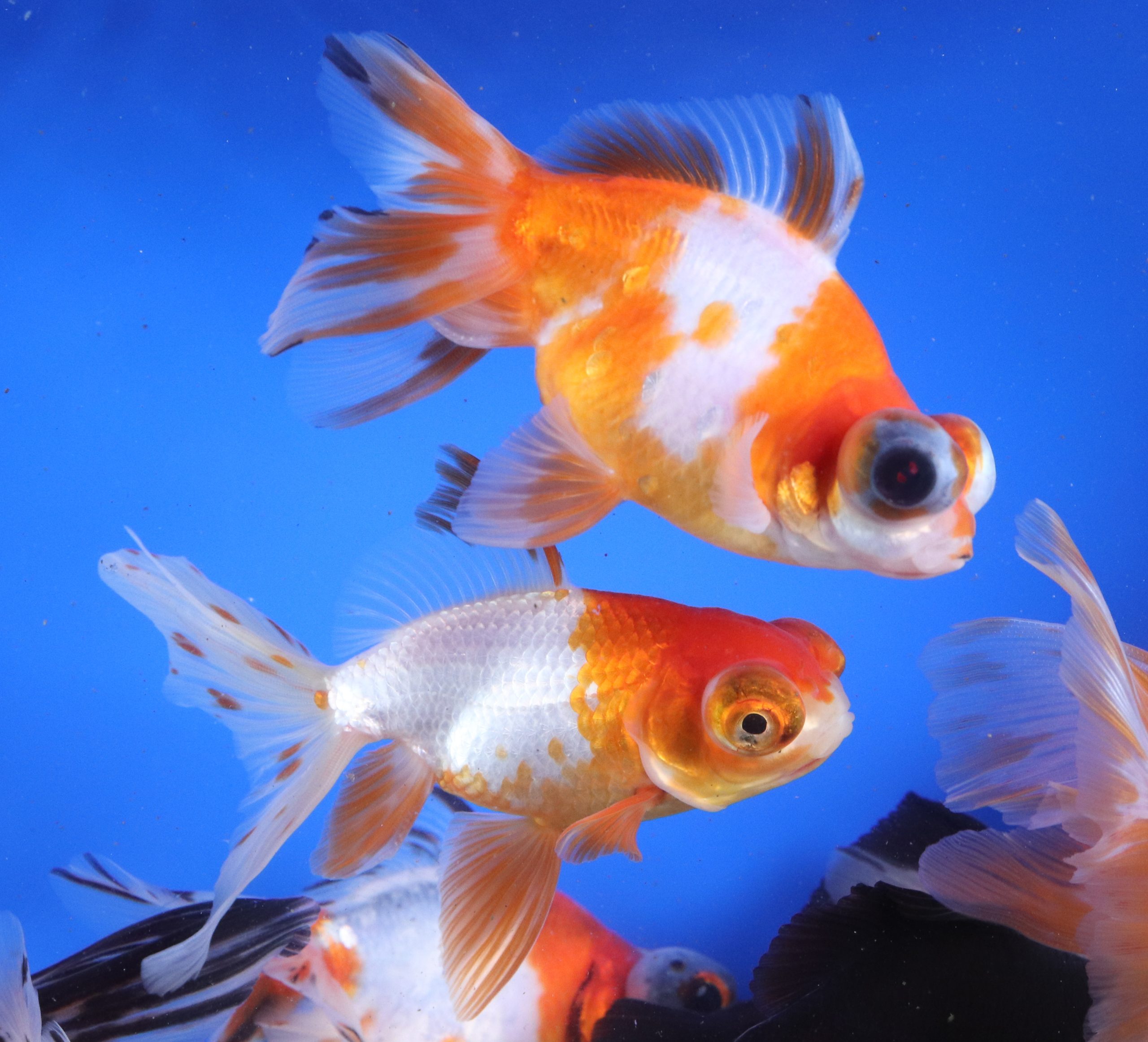 Mixed Butterfly Fantail Goldfish JUMBO