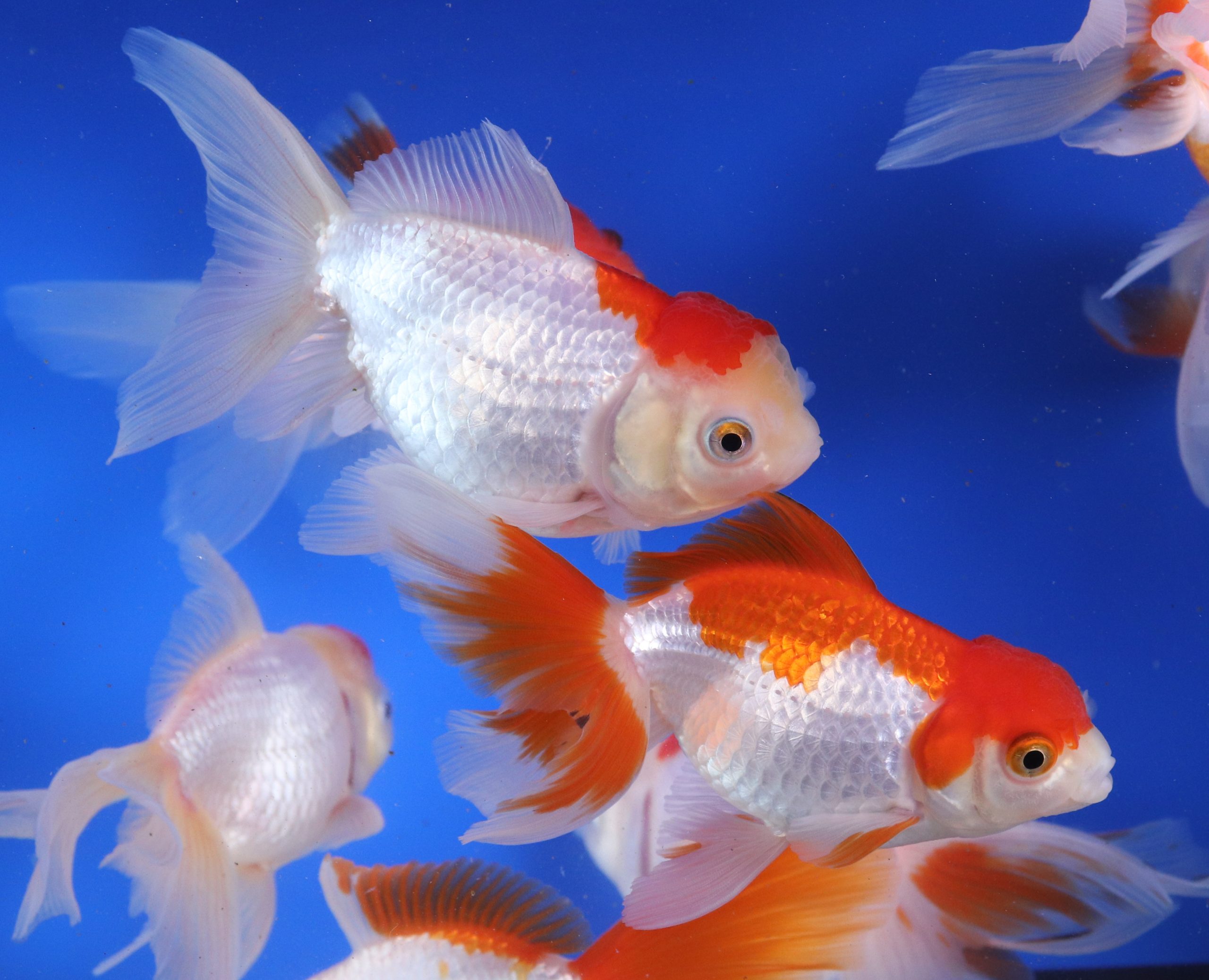 Red and White Oranda Goldfish XL