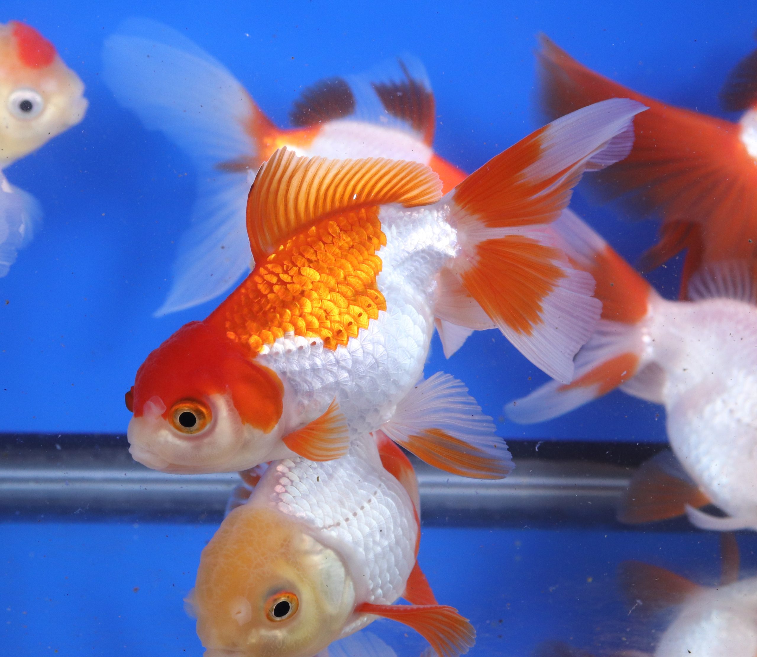 Red and White Oranda Goldfish XL