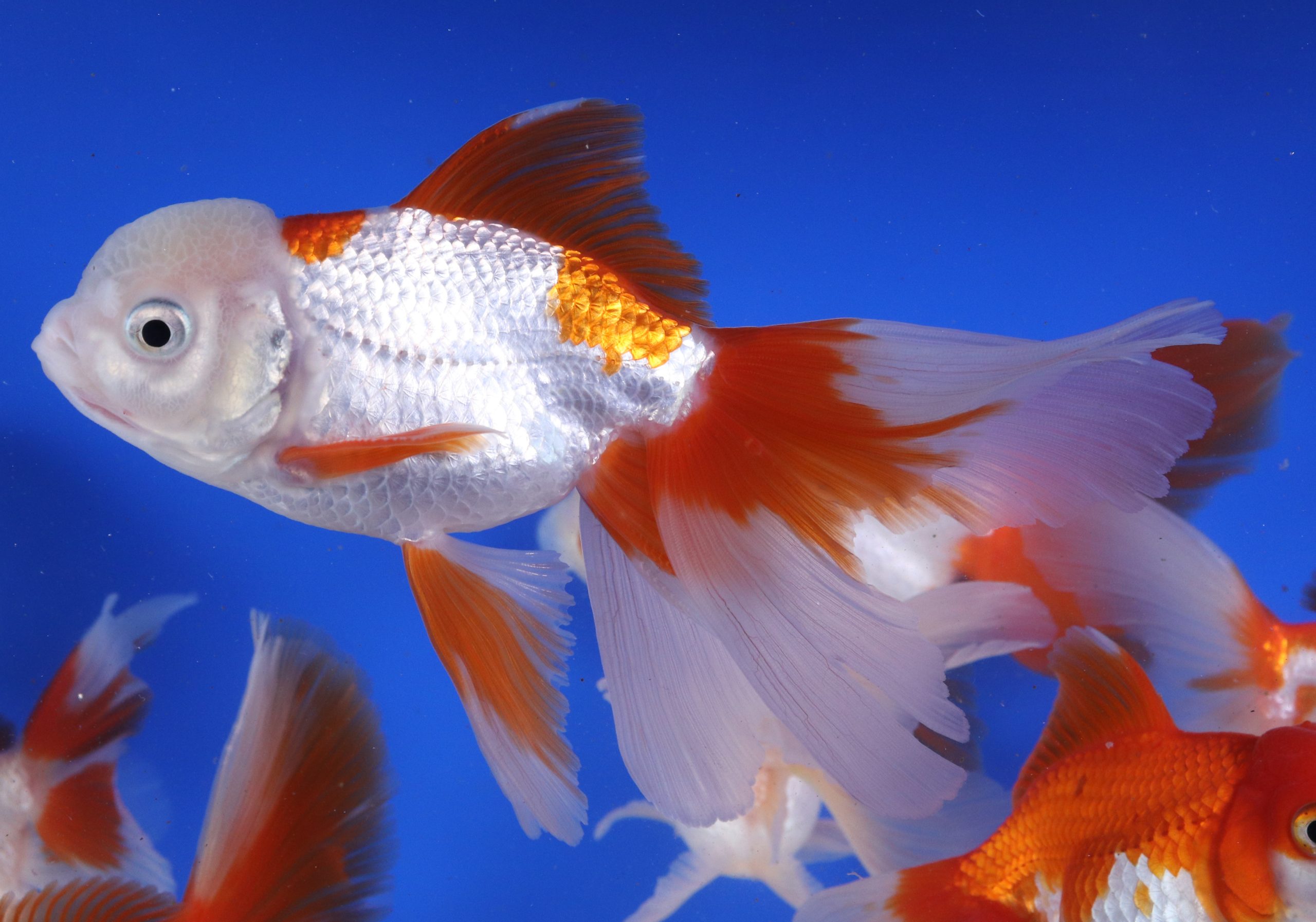 Red and White Oranda Goldfish XL