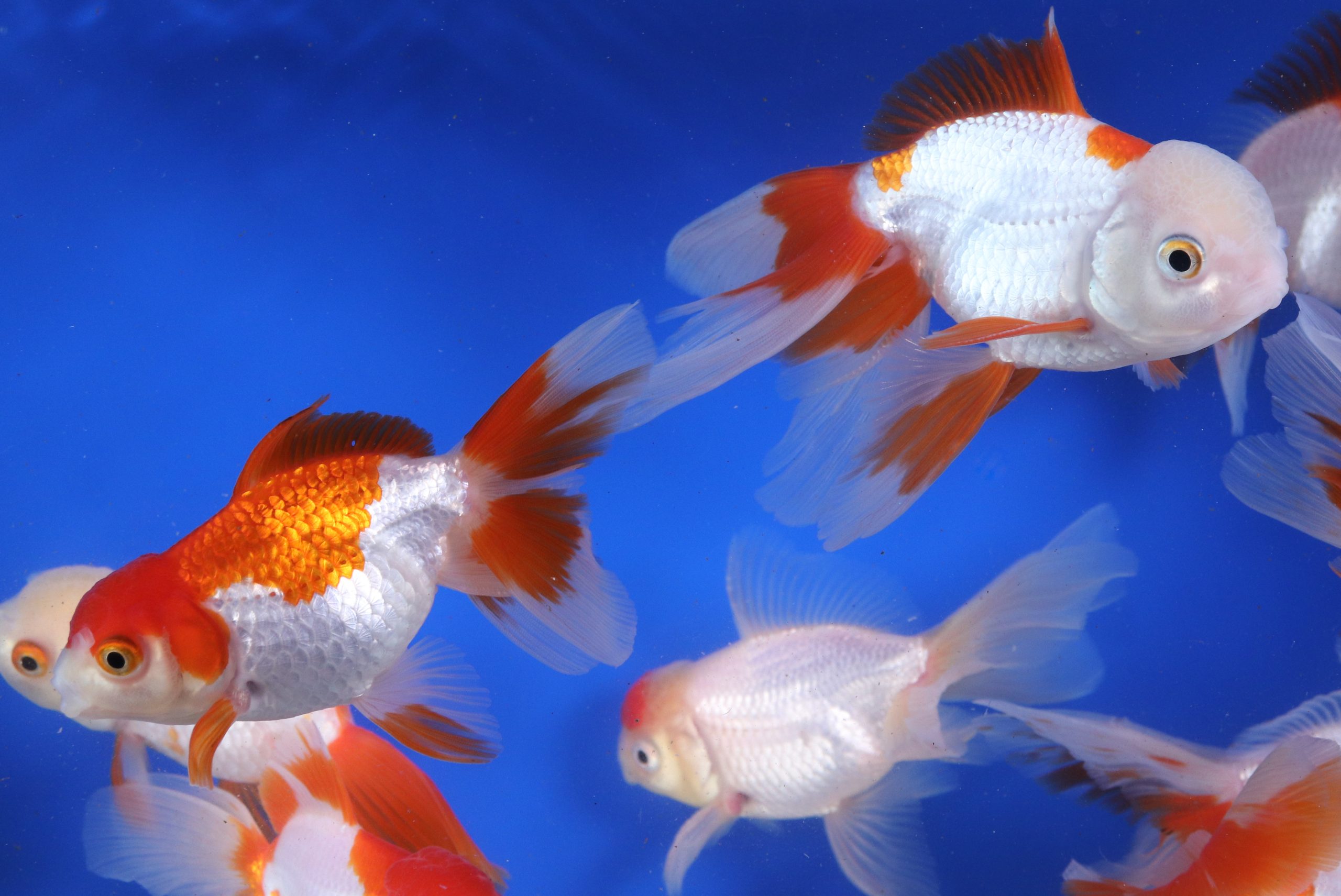 Red and White Oranda Goldfish XL