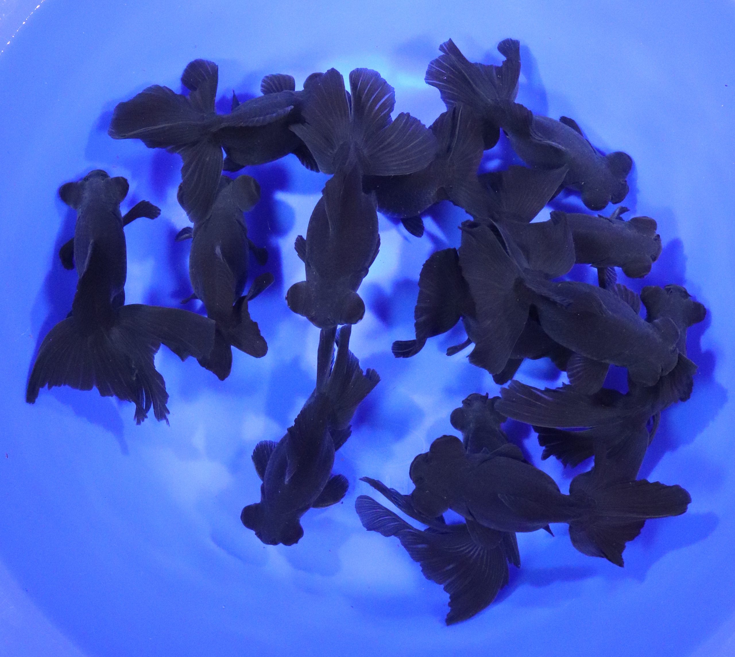 Black Butterfly Fantail Goldfish XL